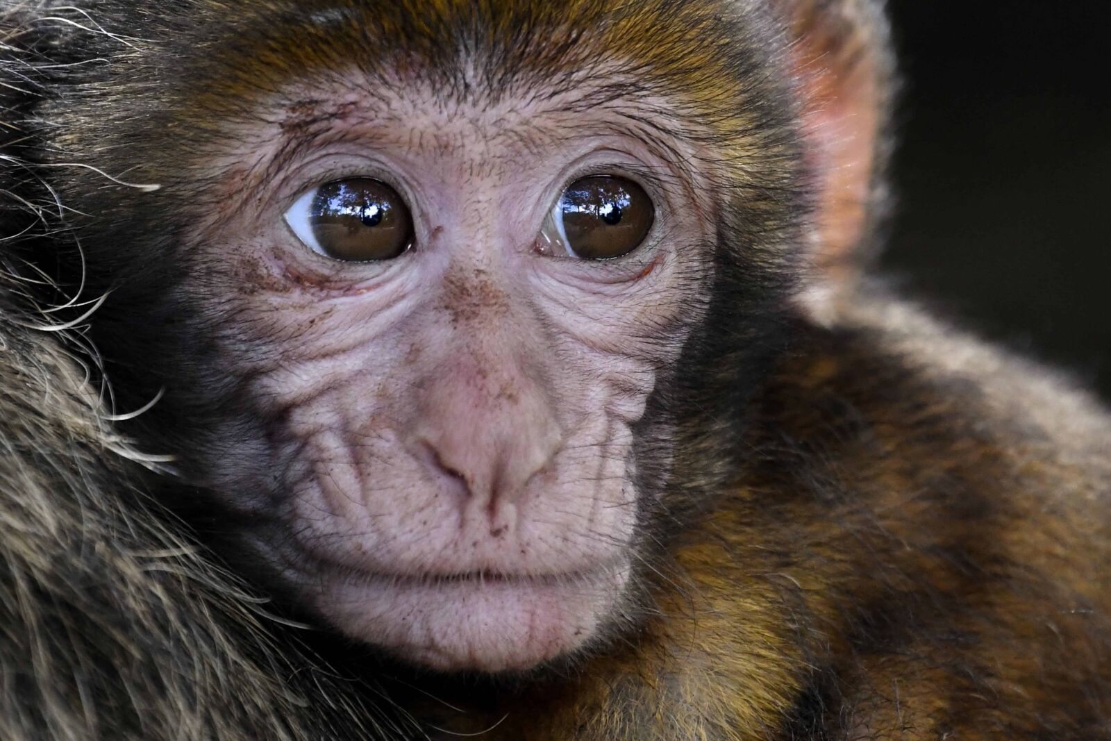 Nikon D500 sample photo. Monkey, wild, wildlife, portrait photography