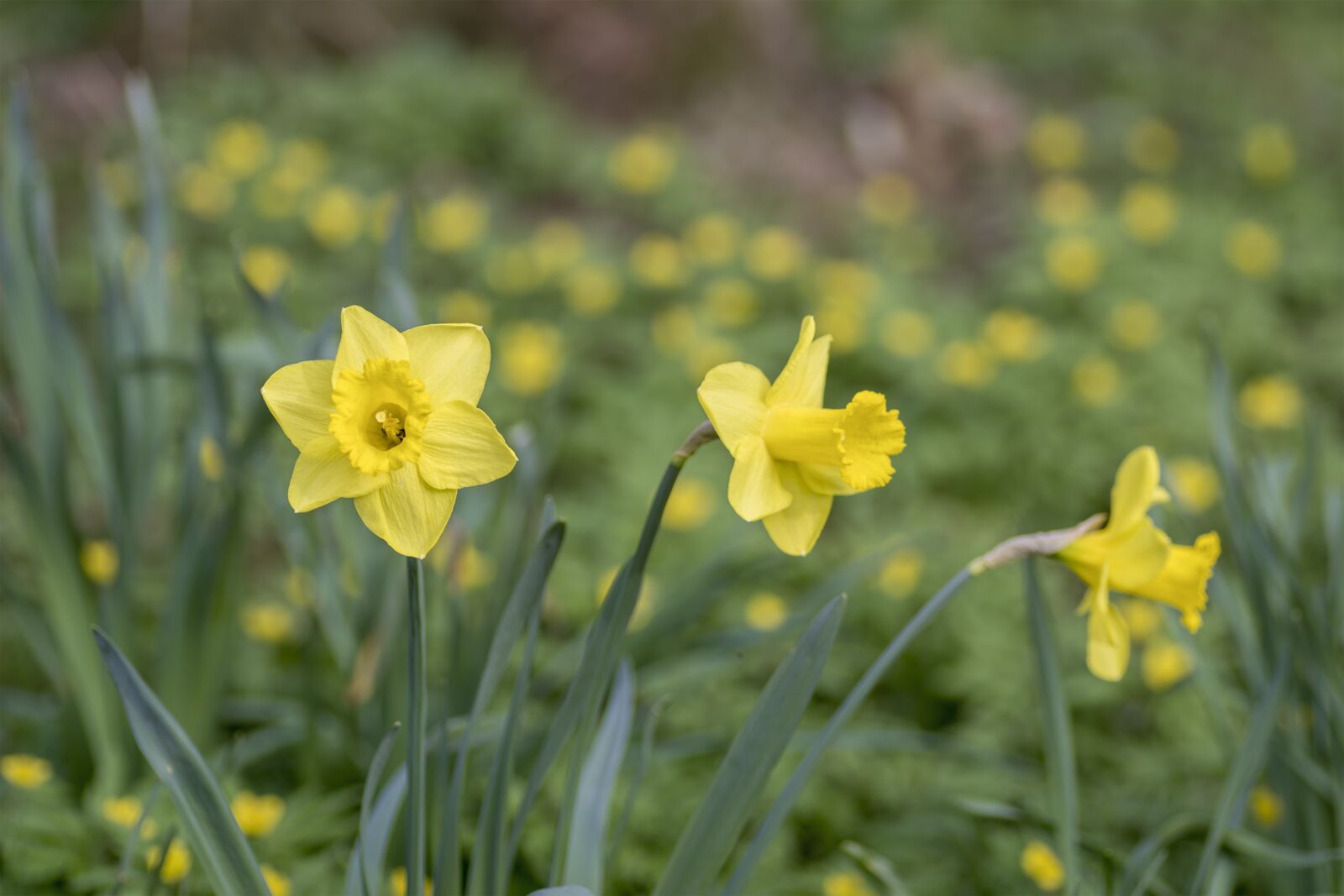 Pentax K-5 + Tamron SP AF 90mm F2.8 Di Macro sample photo. Flowers, daffodil, lent lily photography