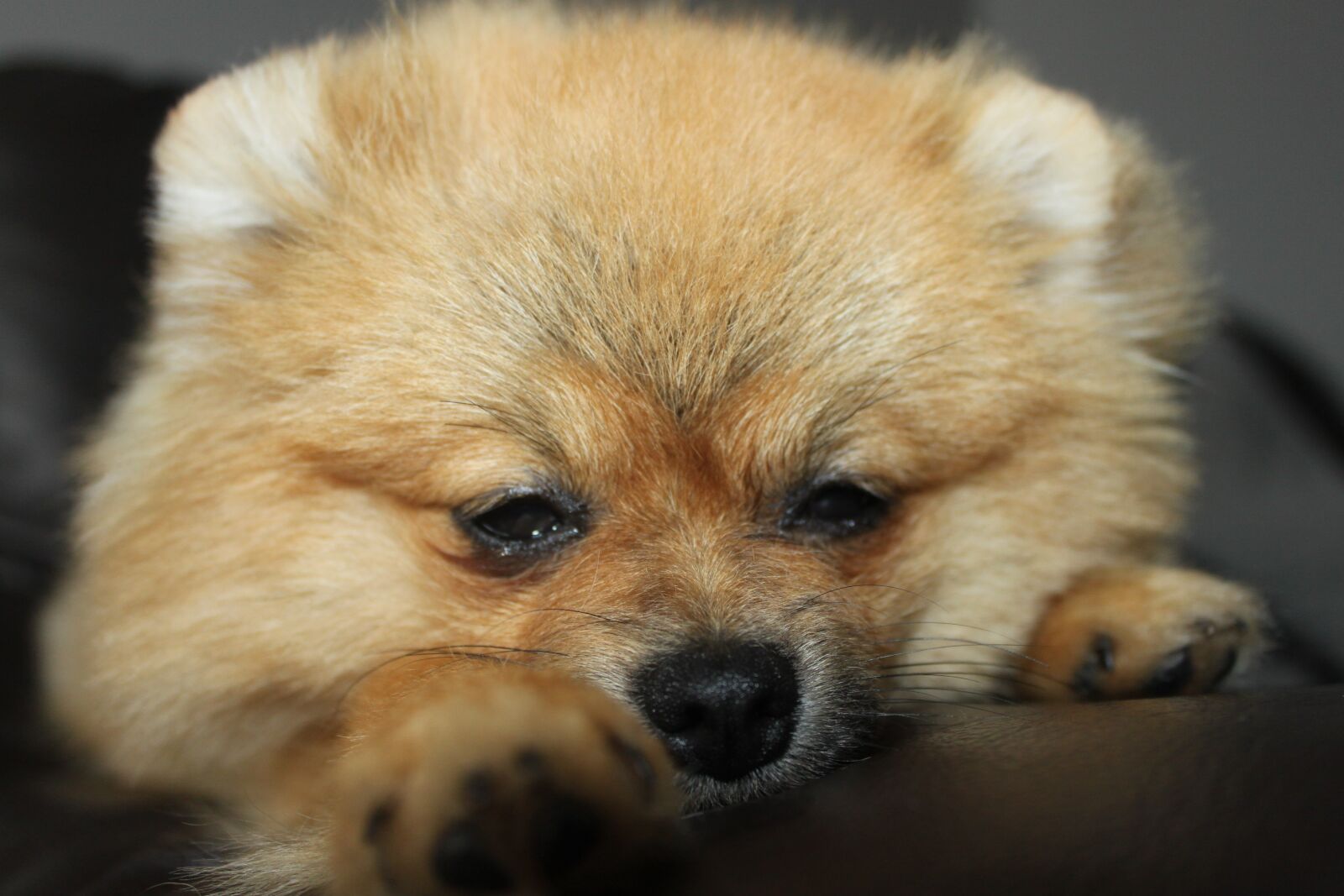 Canon EOS 500D (EOS Rebel T1i / EOS Kiss X3) sample photo. Pomeranian, spitz miniature, dog photography