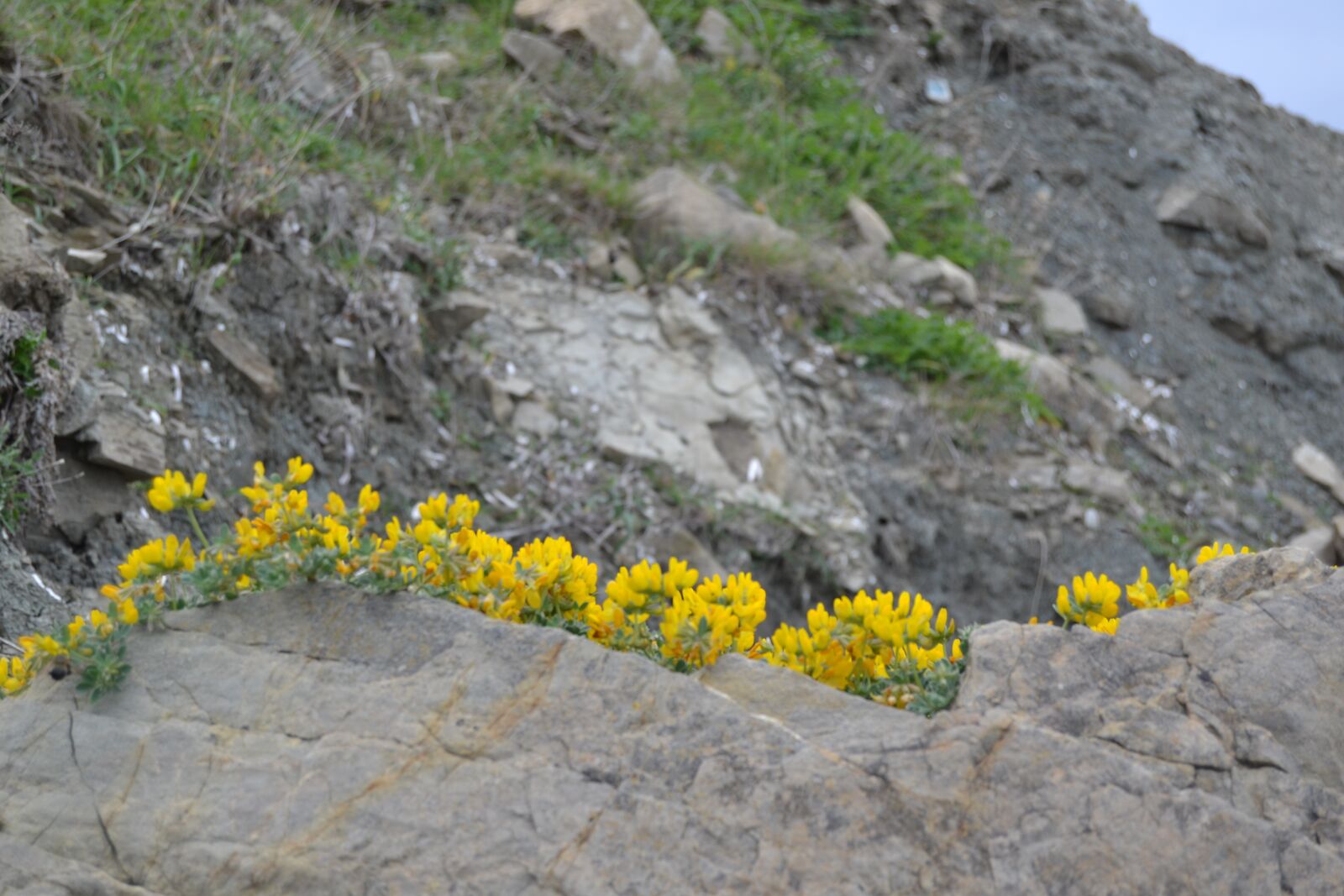 Nikon D3100 sample photo. Flowers, nature, already photography