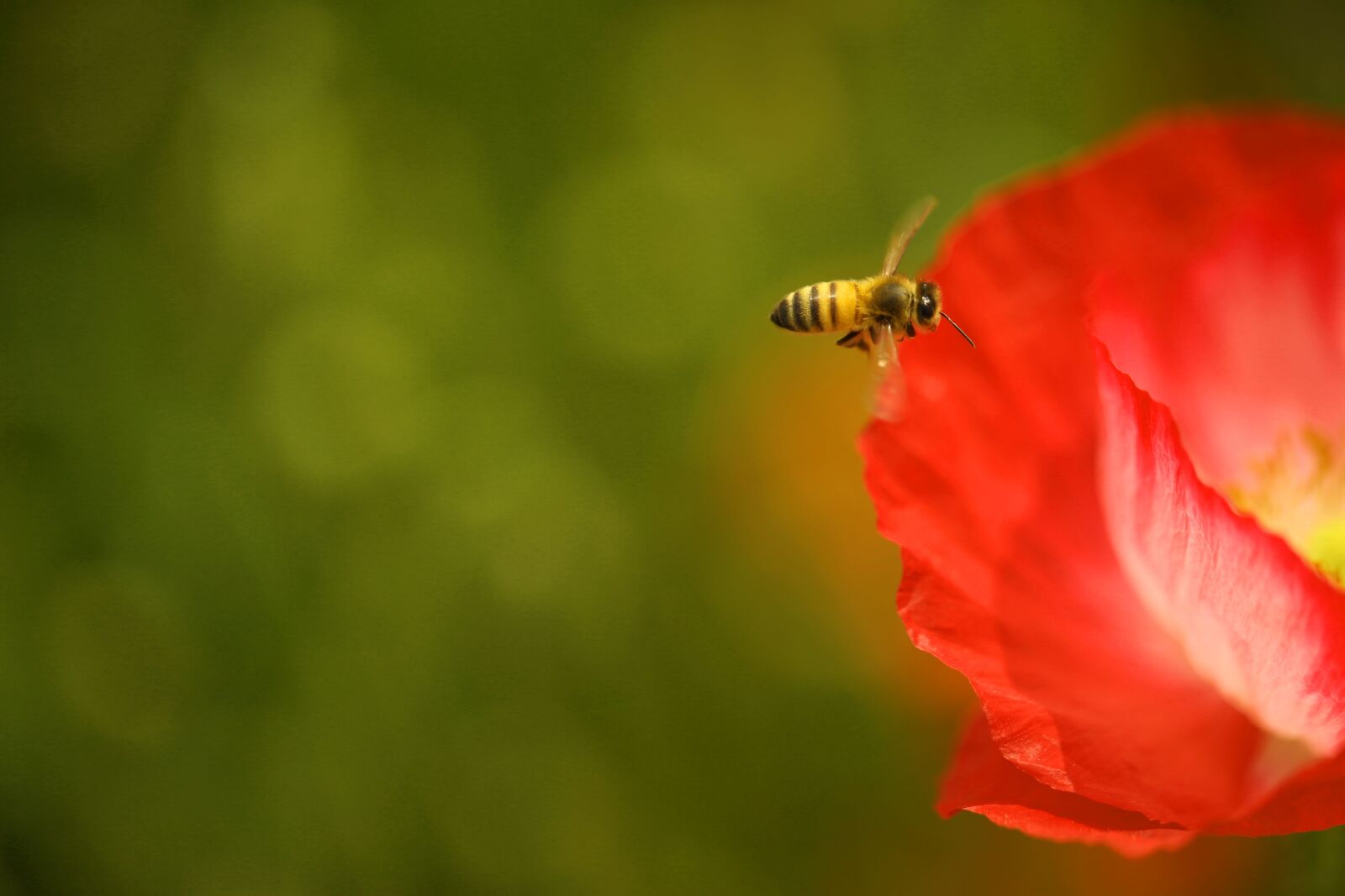 Canon EF 100mm F2.8L Macro IS USM sample photo. For poppy flowers, honeybee photography