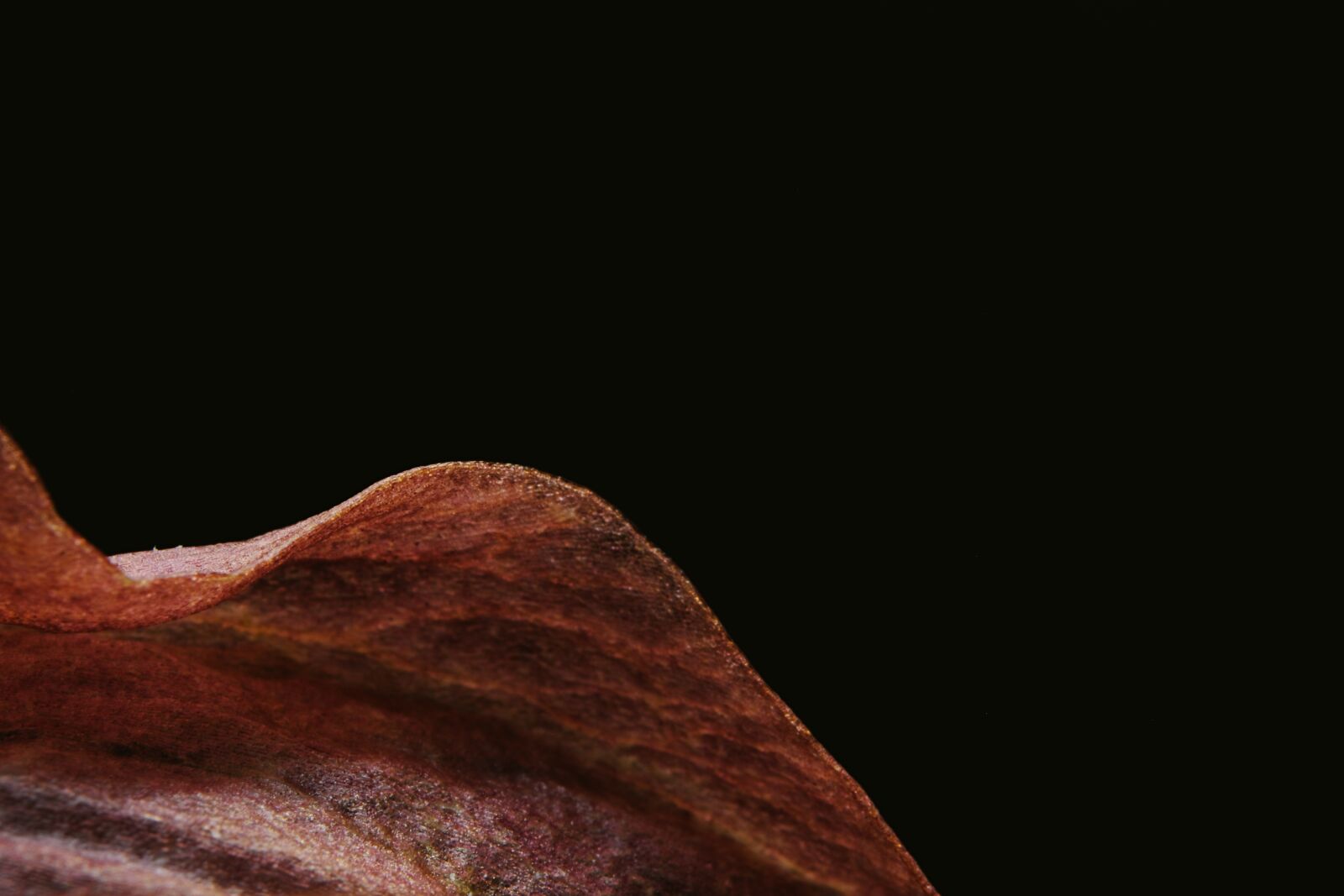 Canon EOS 750D (EOS Rebel T6i / EOS Kiss X8i) sample photo. Flower, petal, stem photography
