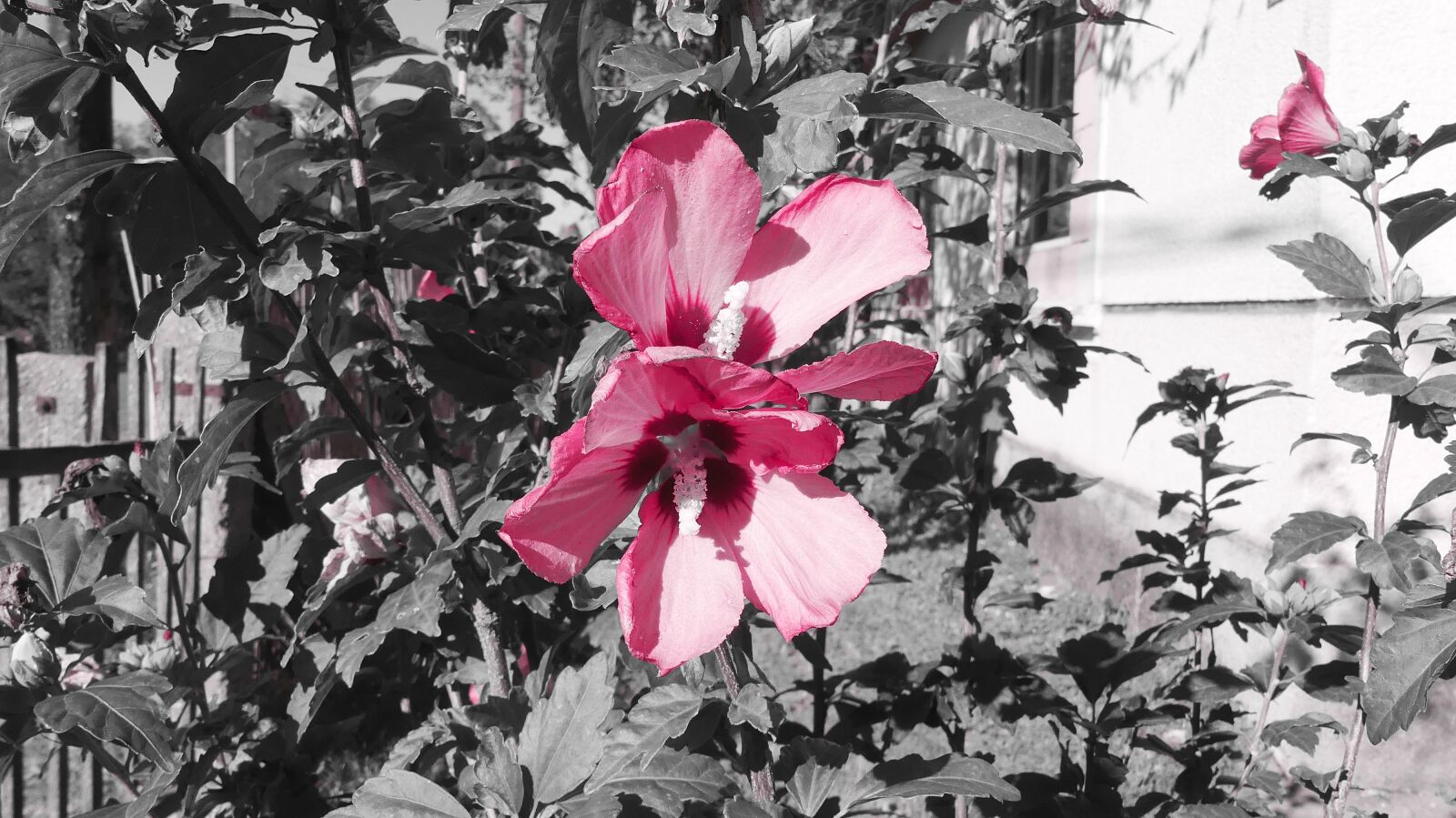 Panasonic Lumix DMC-FZ300 sample photo. Mallow, hollyhock flower, hibiscus photography