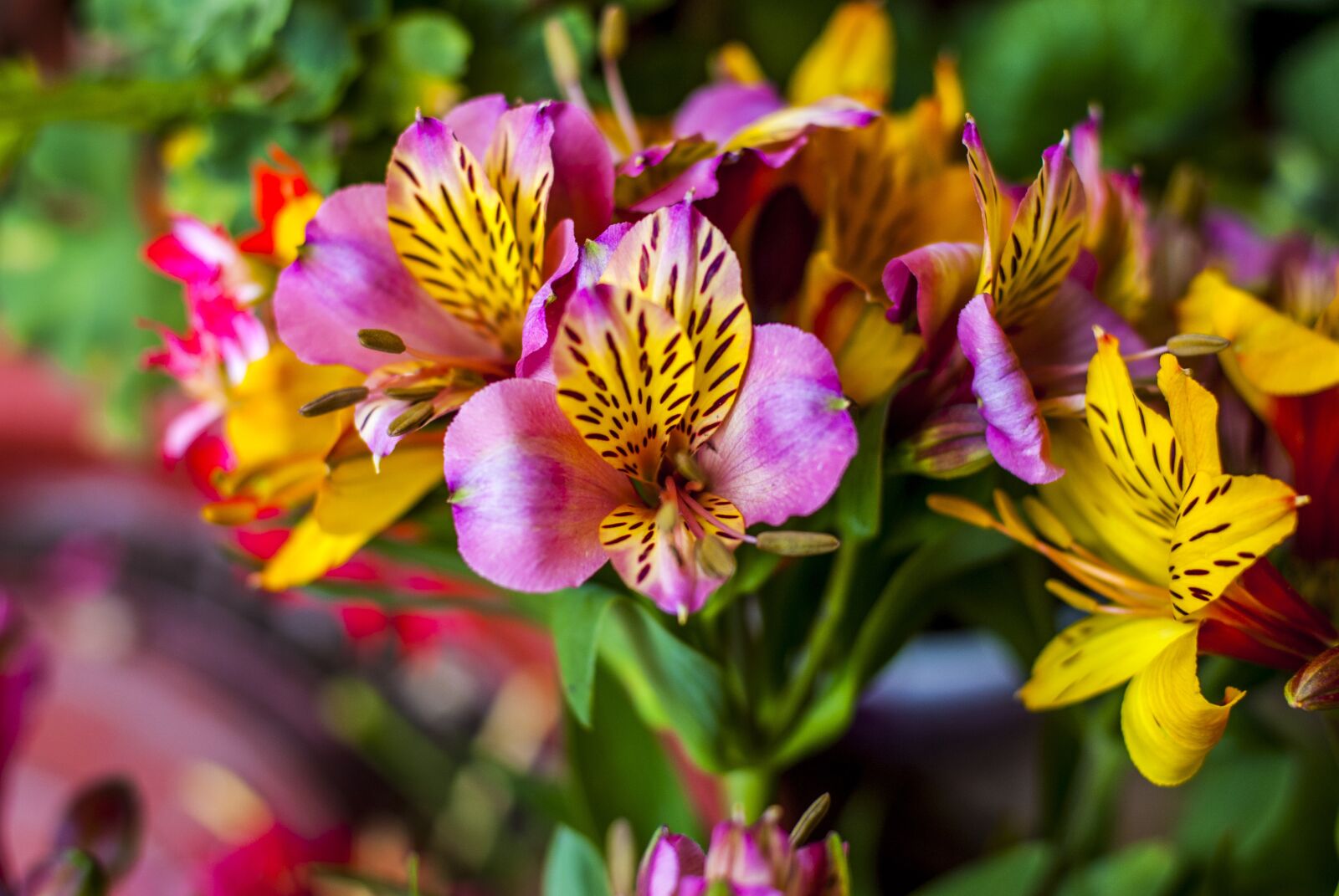 Nikon D60 sample photo. Flower, wild, flower beautiful photography