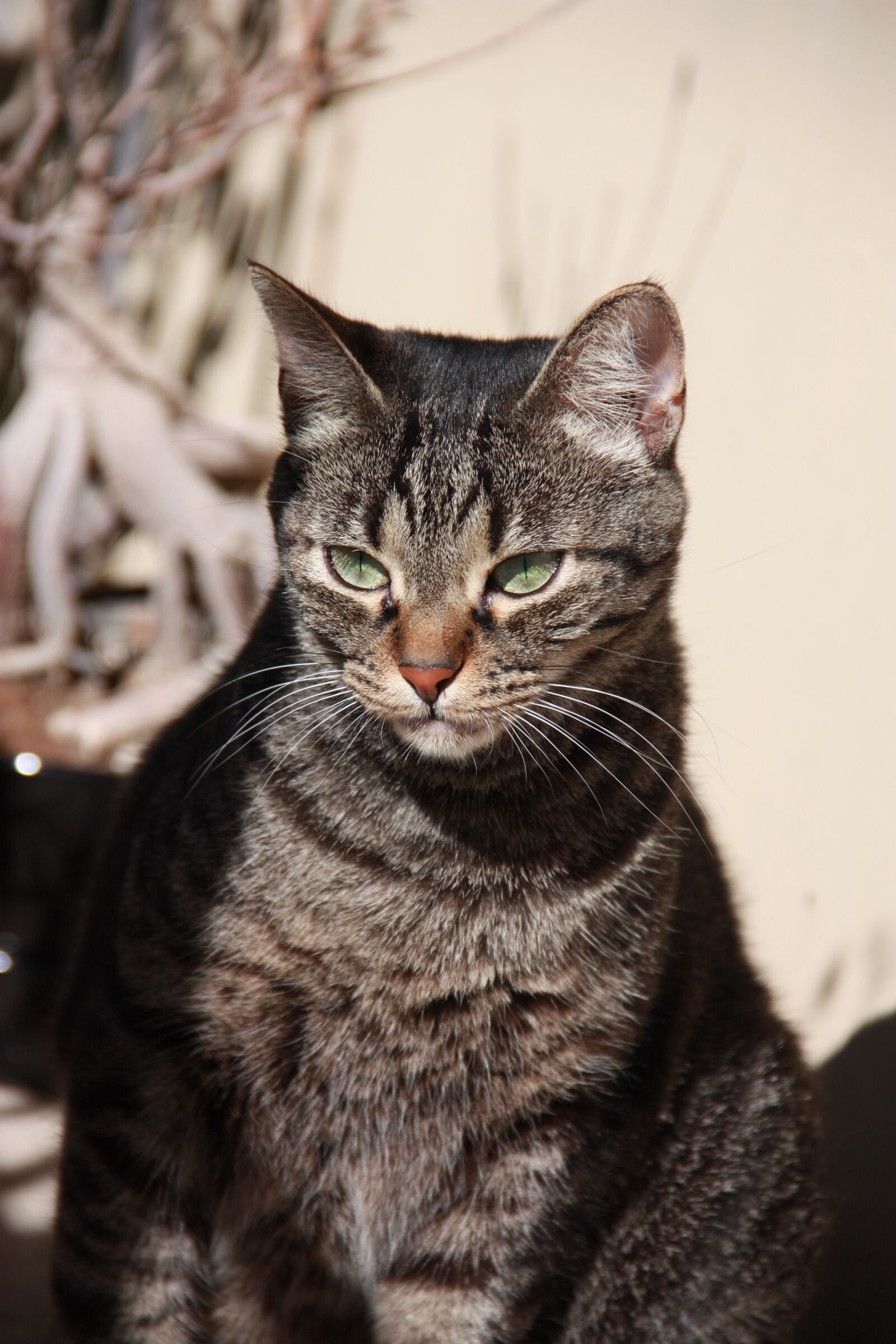 Canon EOS 450D (EOS Rebel XSi / EOS Kiss X2) sample photo. Cat, red eyes, kitten photography