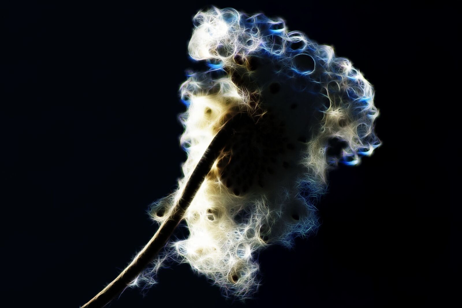 Sony SLT-A58 sample photo. Fractalius, fall anemone, nature photography