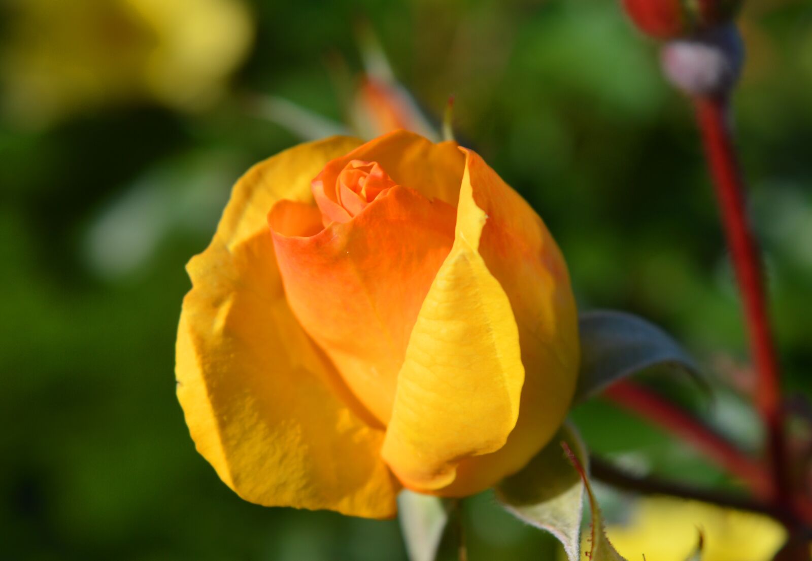 Nikon D3200 sample photo. Rose, blossom, bloom photography