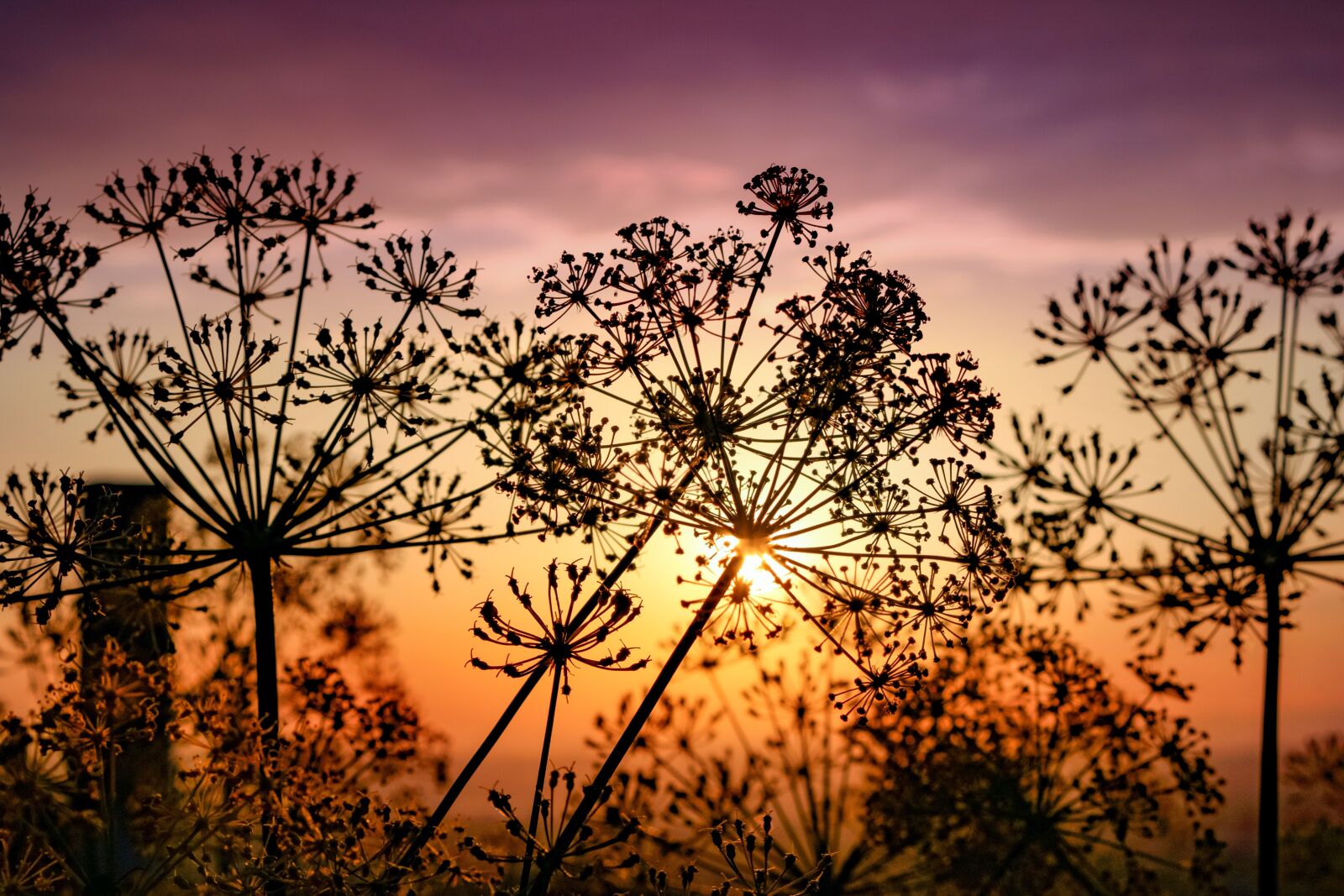 Canon EOS 750D (EOS Rebel T6i / EOS Kiss X8i) sample photo. Sunset, silhouette, flowers photography