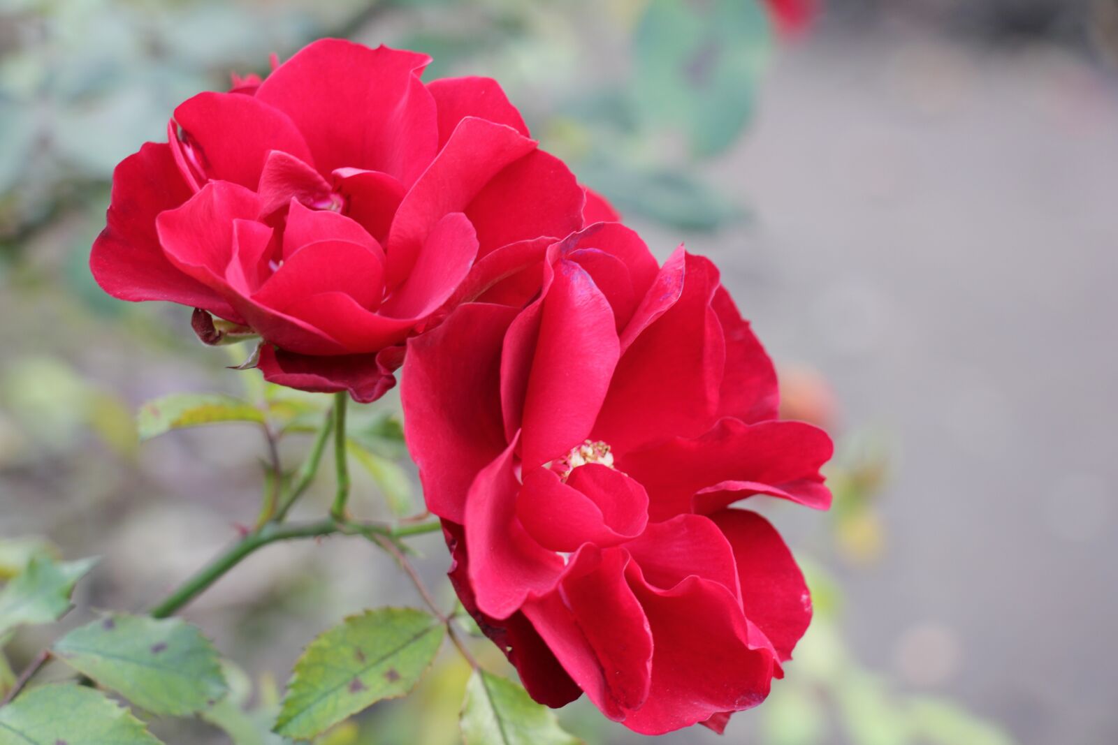 Canon EOS 550D (EOS Rebel T2i / EOS Kiss X4) sample photo. Flowers, red, rose photography