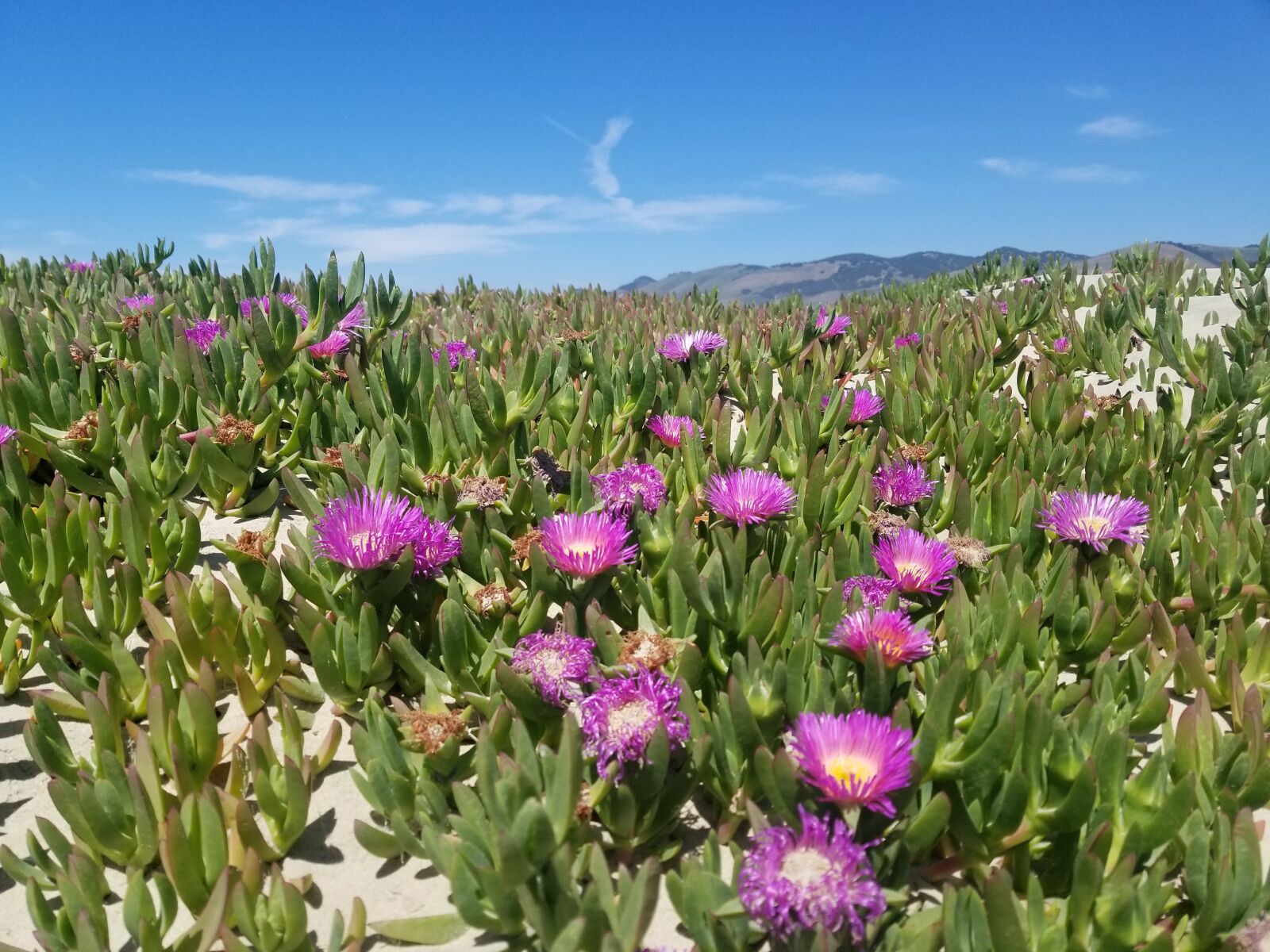 Samsung Galaxy S8 sample photo. Africancarpo, purple, flowers photography