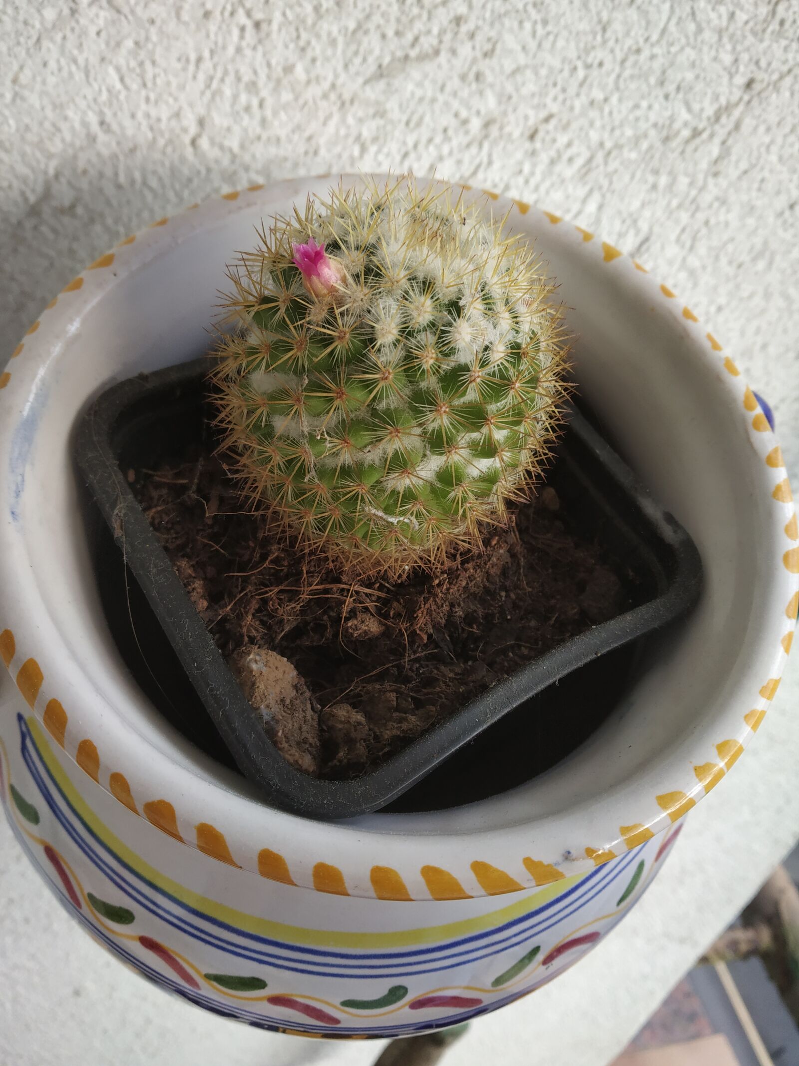 Xiaomi Redmi Note 5 Pro sample photo. Cactus, flower, flowerpot photography