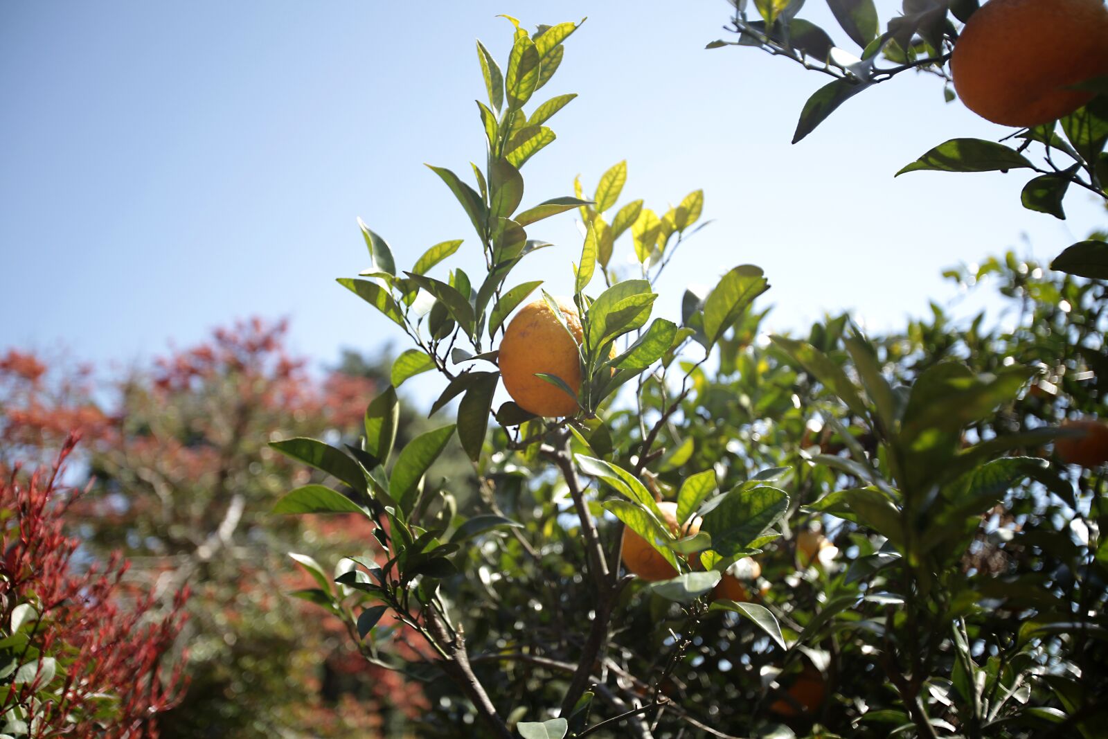 Canon EOS 5D Mark II sample photo. Tangerine, citrus, delicious photography