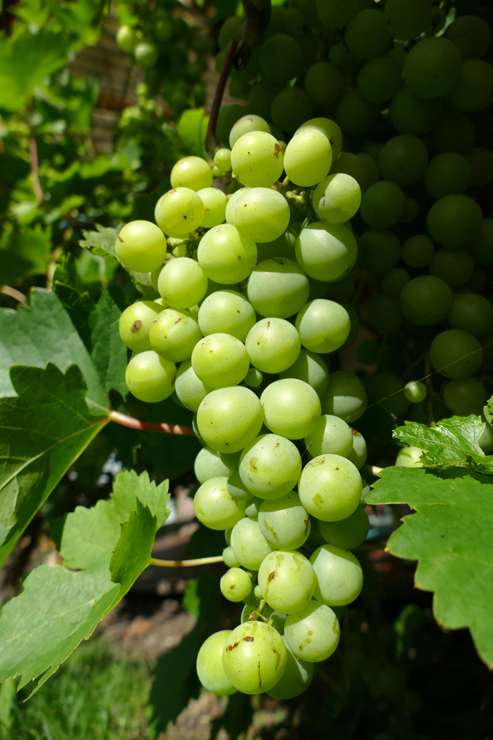 Panasonic Lumix DMC-FZ1000 sample photo. Grape, vine, fruit photography