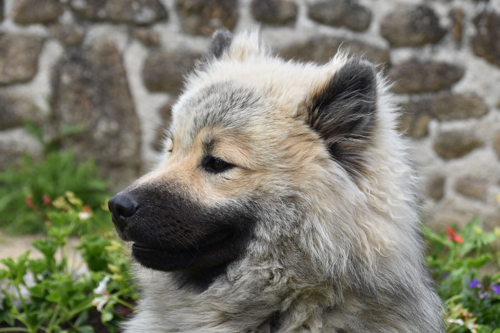 Nikon D5600 sample photo. Dog, puppy, pup photography