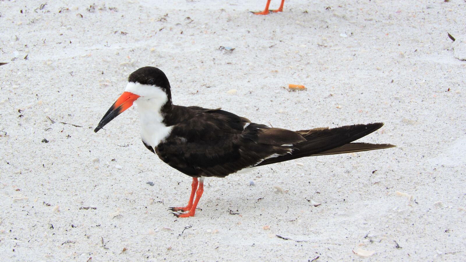 Nikon Coolpix P600 sample photo. Coastal birds skimmer, nature photography