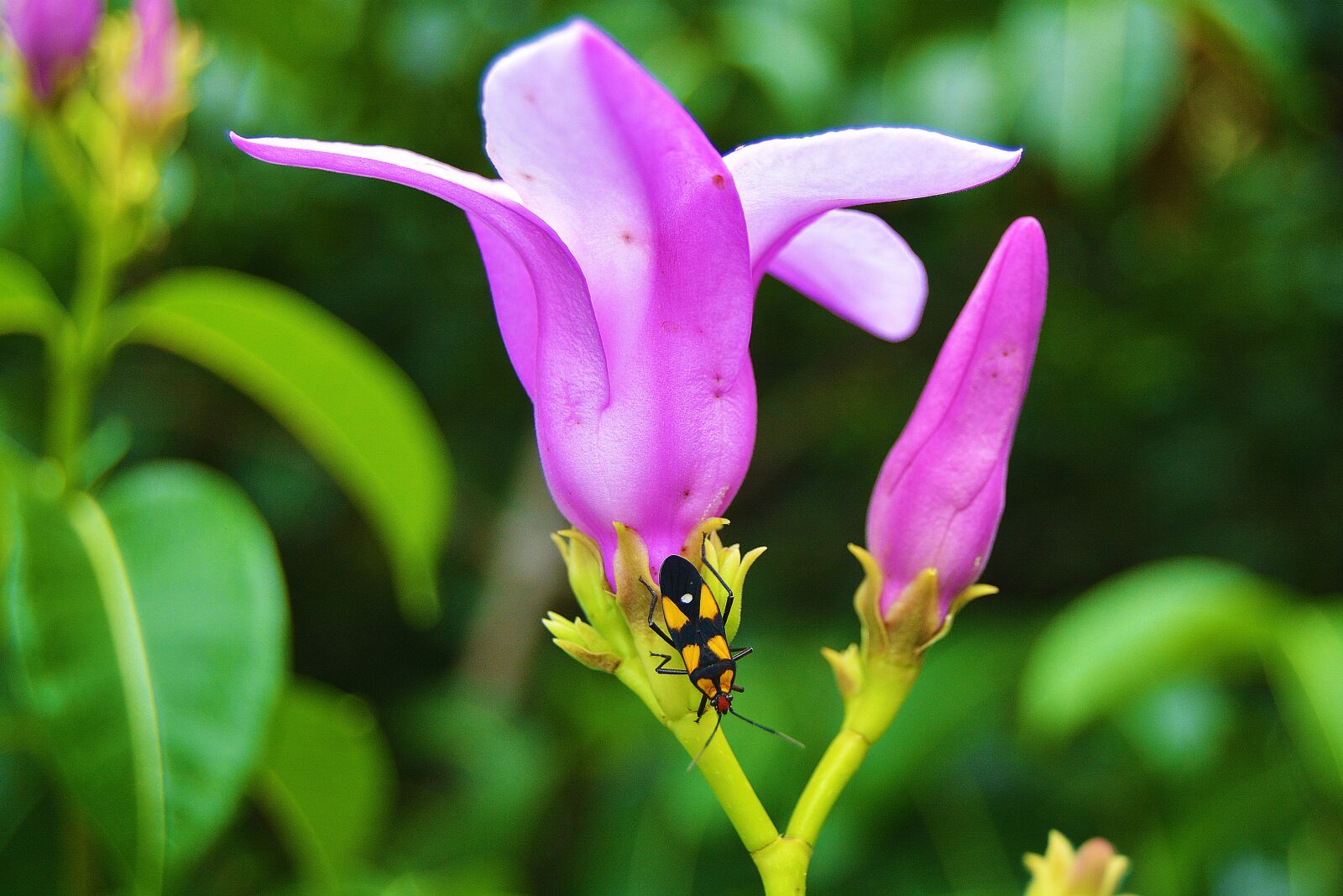Nikon D5200 sample photo. Flower, nature, plants photography