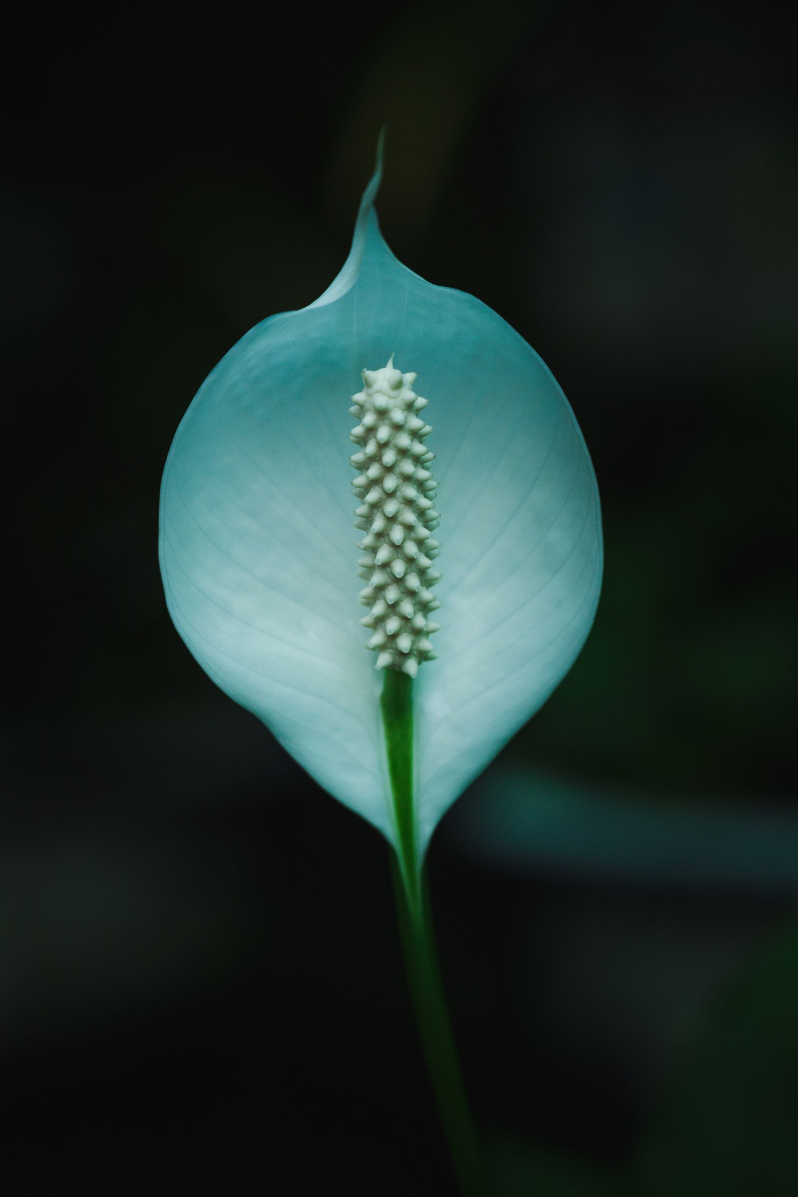 Canon EF 100mm F2.8L Macro IS USM sample photo. White flower, flower, madonna photography