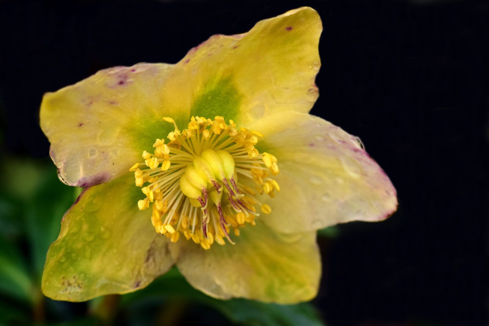 Nikon D3300 sample photo. Christmas rose, winter, winter photography