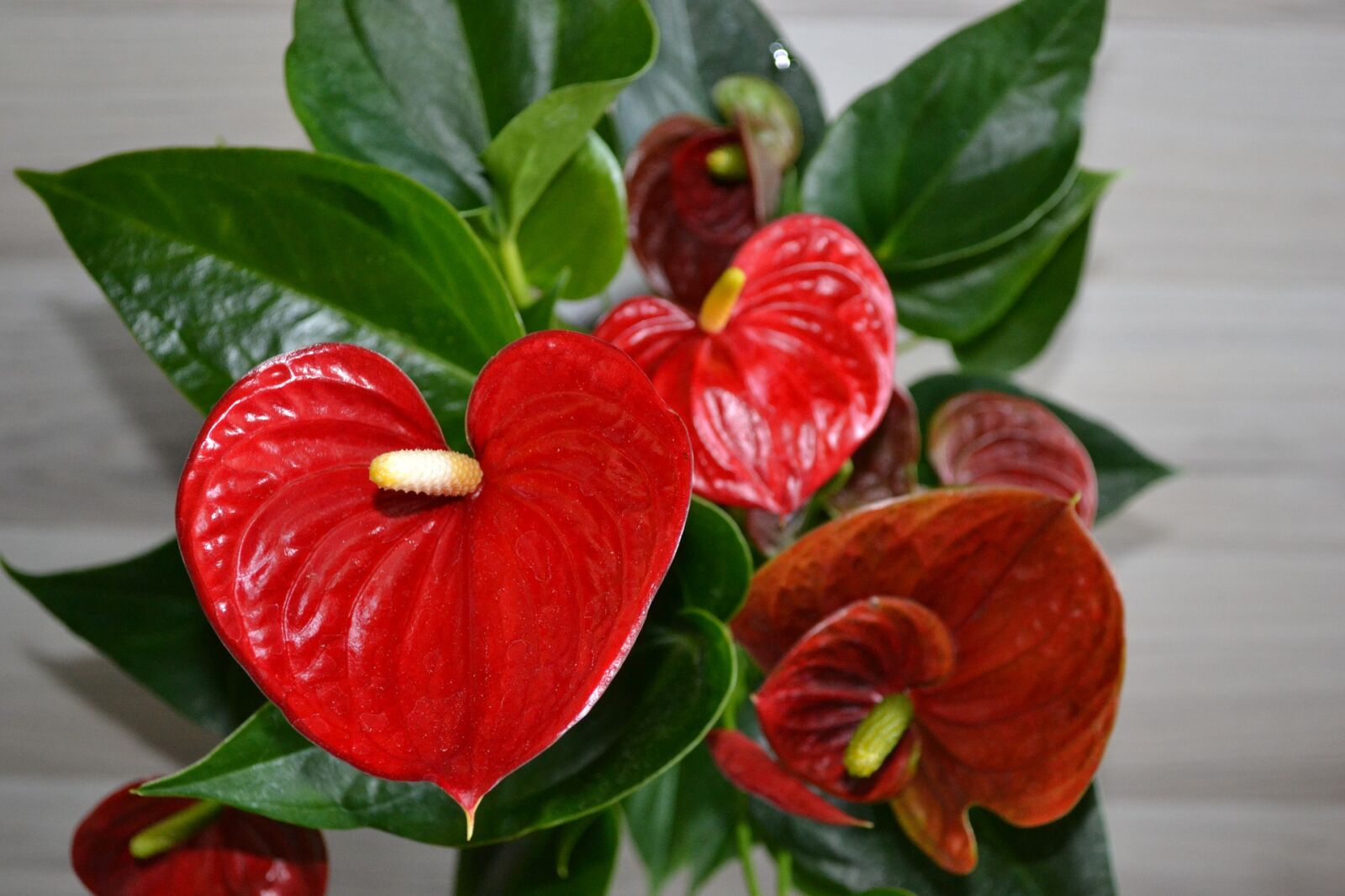 Nikon D3100 sample photo. Flamingo, heart, house, plant photography