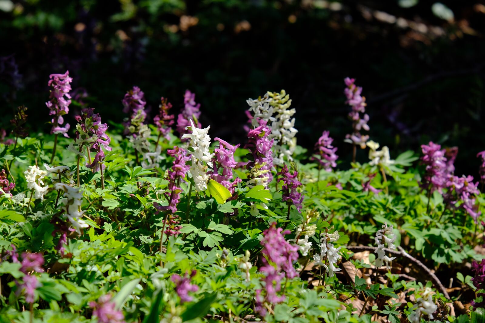 Fujifilm XF 55-200mm F3.5-4.8 R LM OIS sample photo. Corydalis, flower, blossom photography