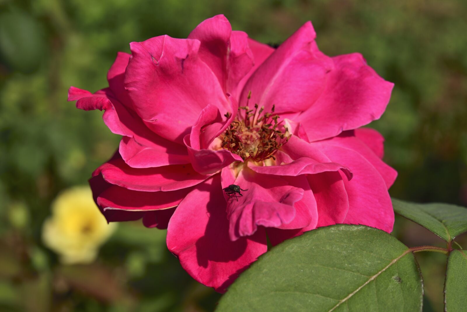 Nikon D750 sample photo. Rose, flowers, affix photography