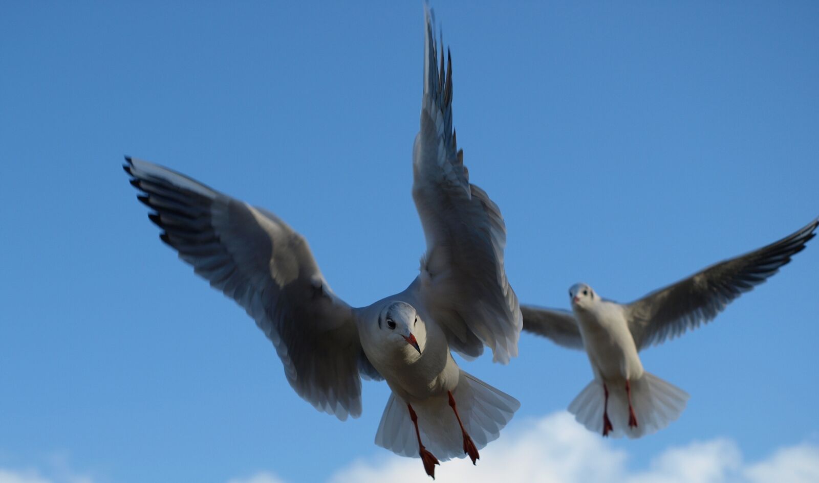 Olympus E-510 (EVOLT E-510) sample photo. Seagull, black headed gull photography