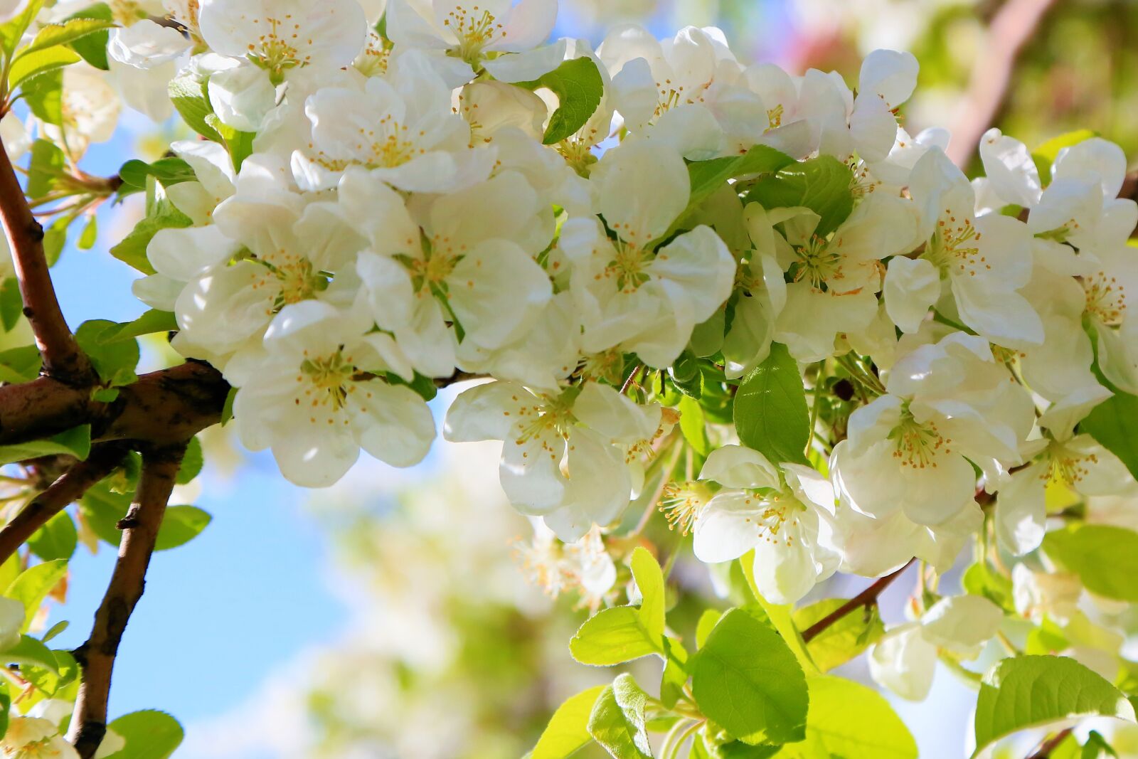 Canon EF 24-105mm F4L IS USM sample photo. Flowers, spring, nature photography