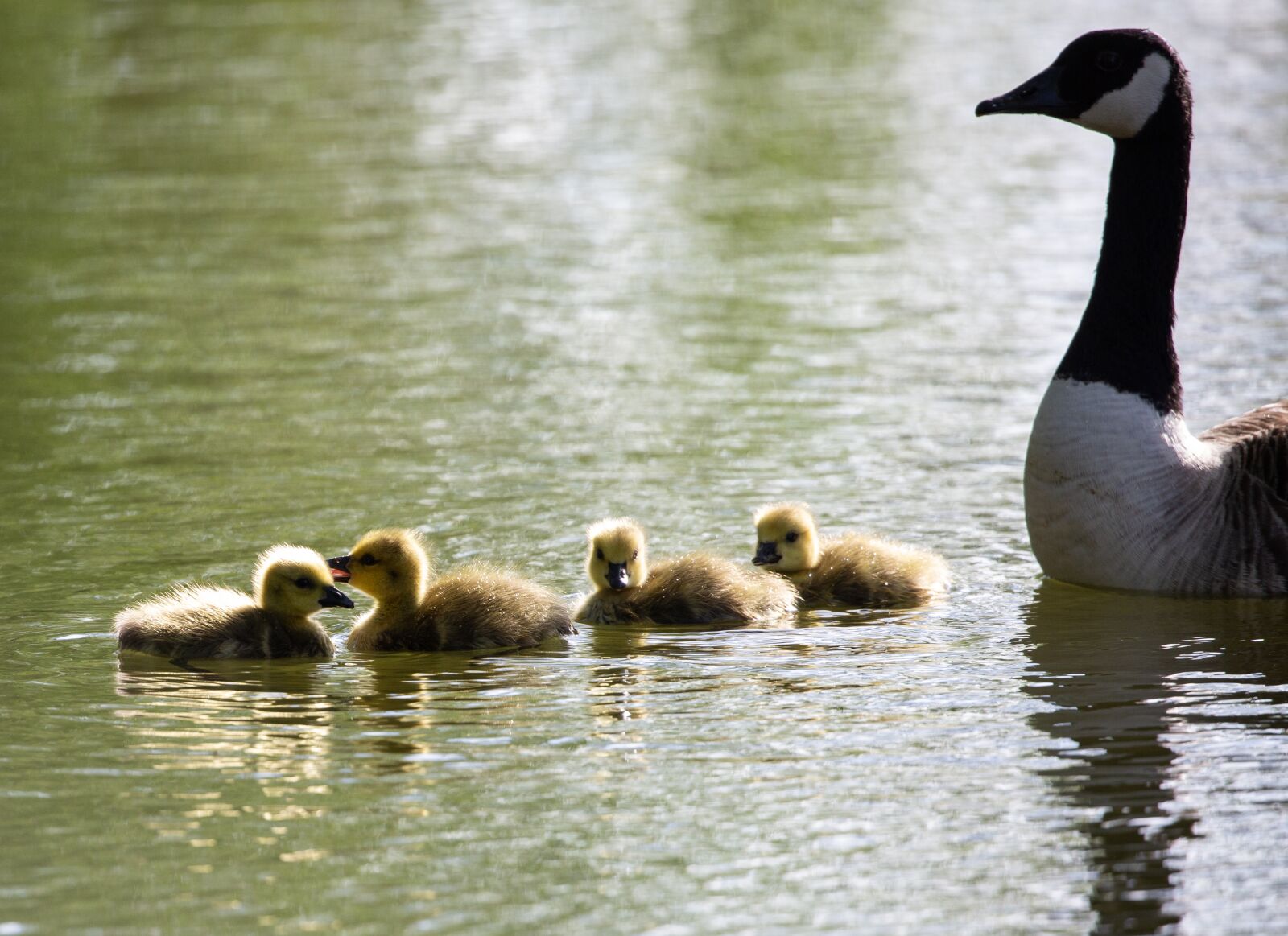 Canon EOS 5D Mark III sample photo. Geese and goslings, geese photography