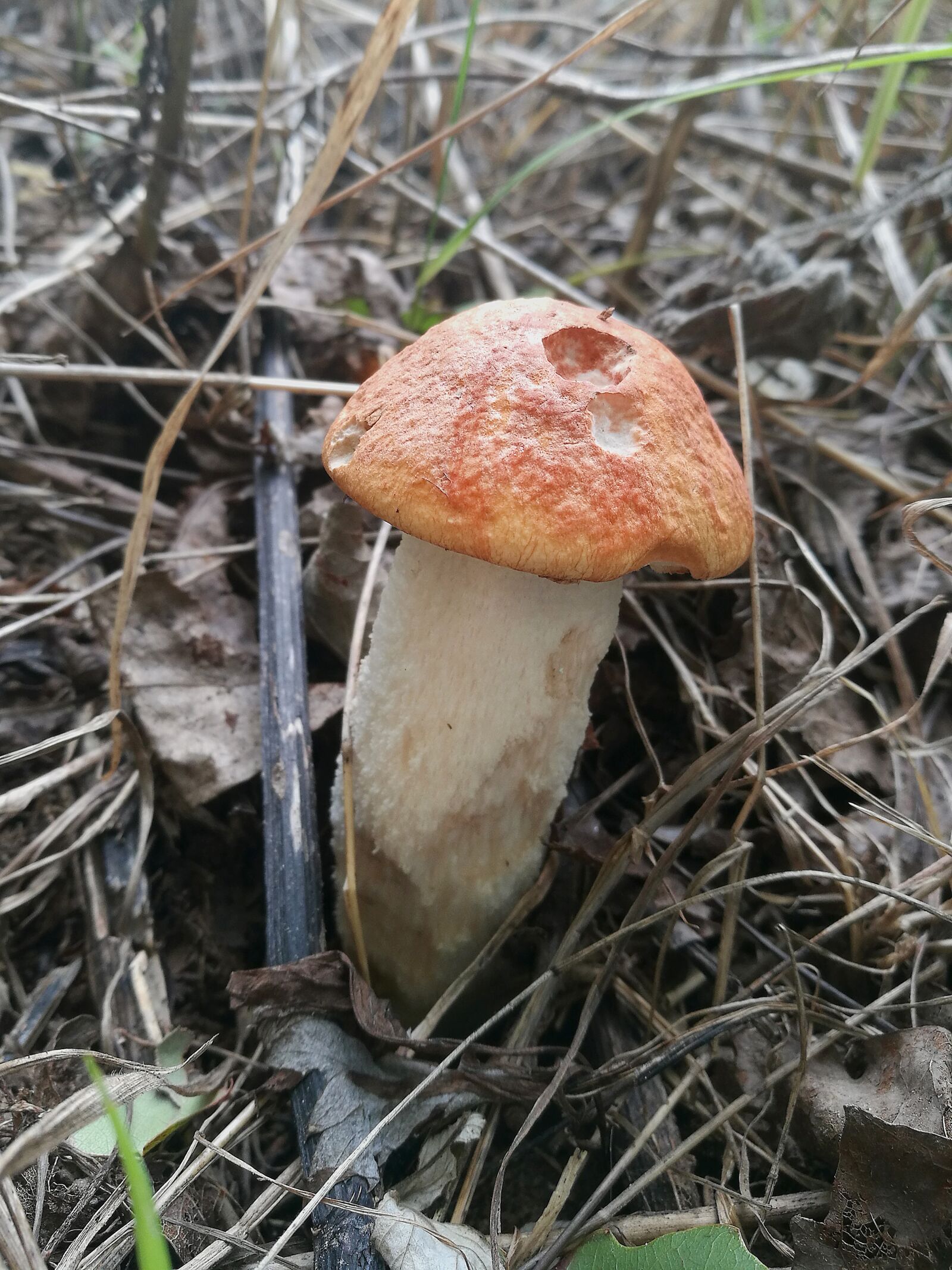 HUAWEI P9 sample photo. Mushrooms, orange-cap boletus, forest photography