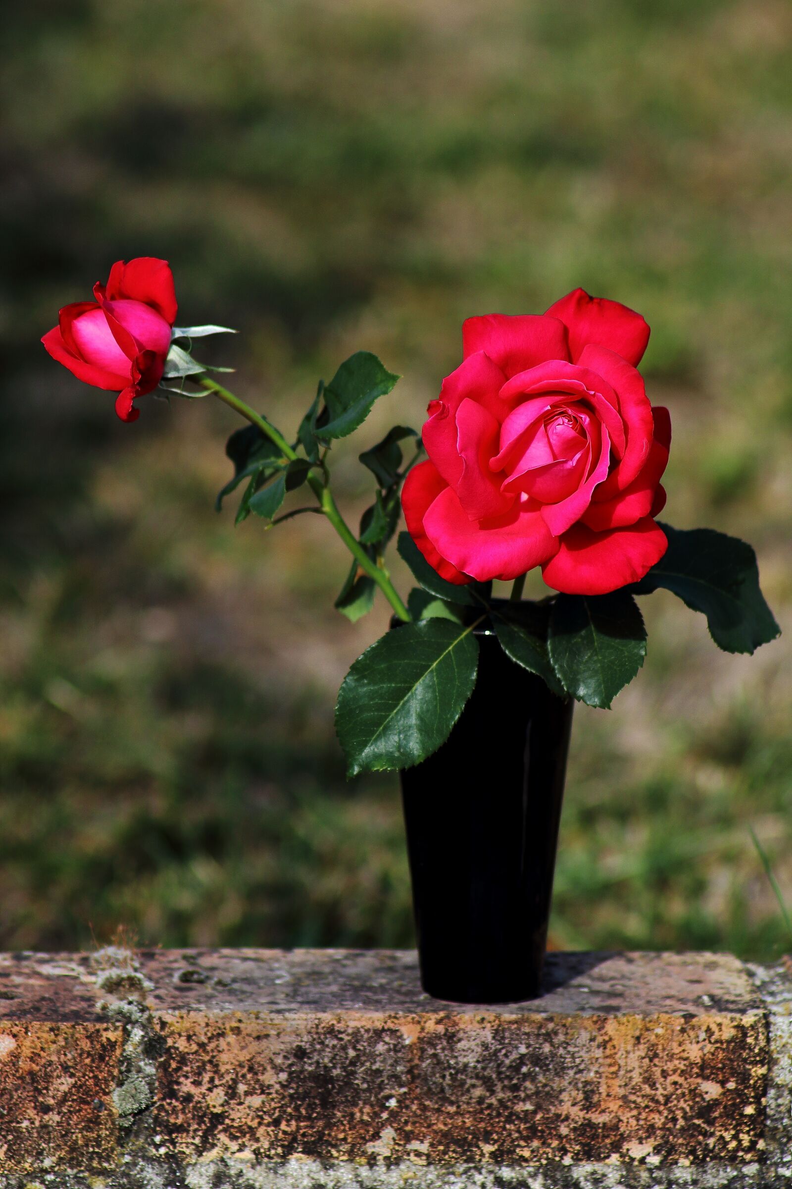 Canon EOS 1200D (EOS Rebel T5 / EOS Kiss X70 / EOS Hi) sample photo. Pink, flower, love photography