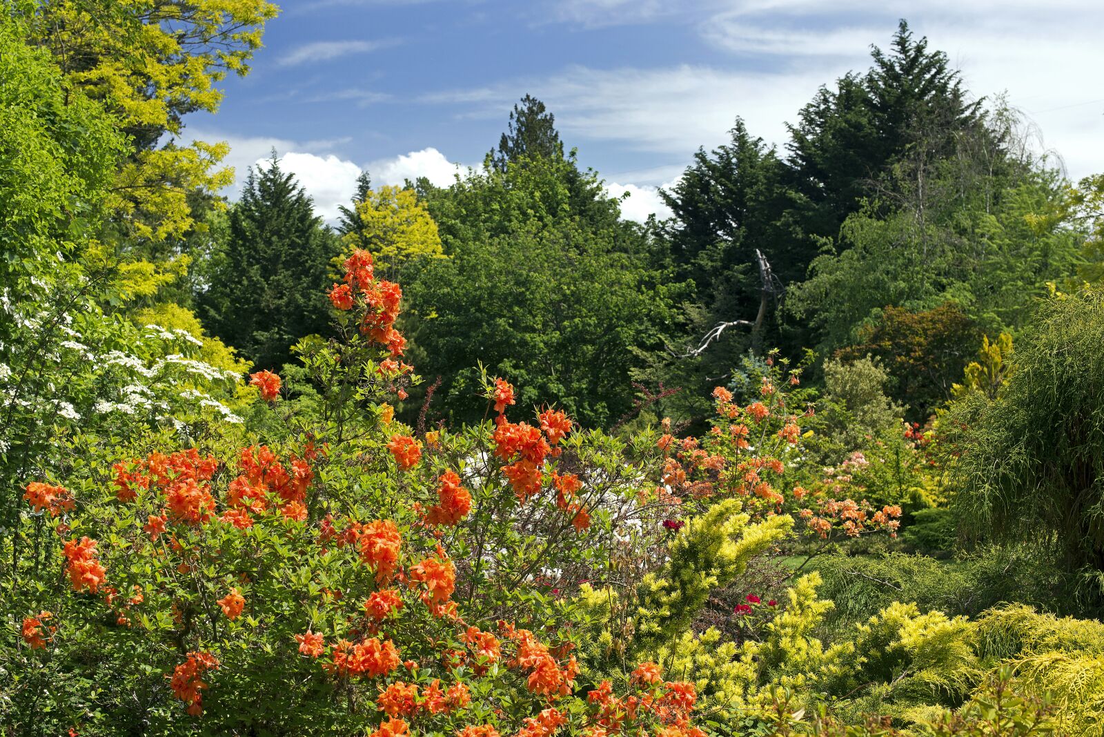Nikon D610 sample photo. Spring colors, flowers, garden photography