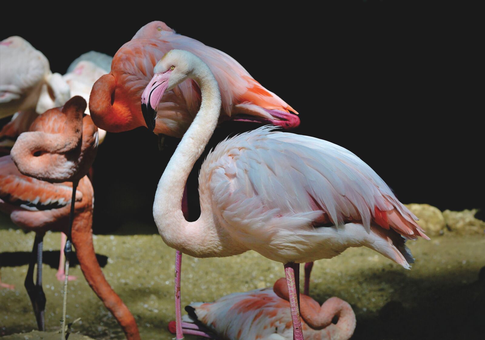 Nikon D3200 sample photo. Flamingo, white flamingo, bird photography