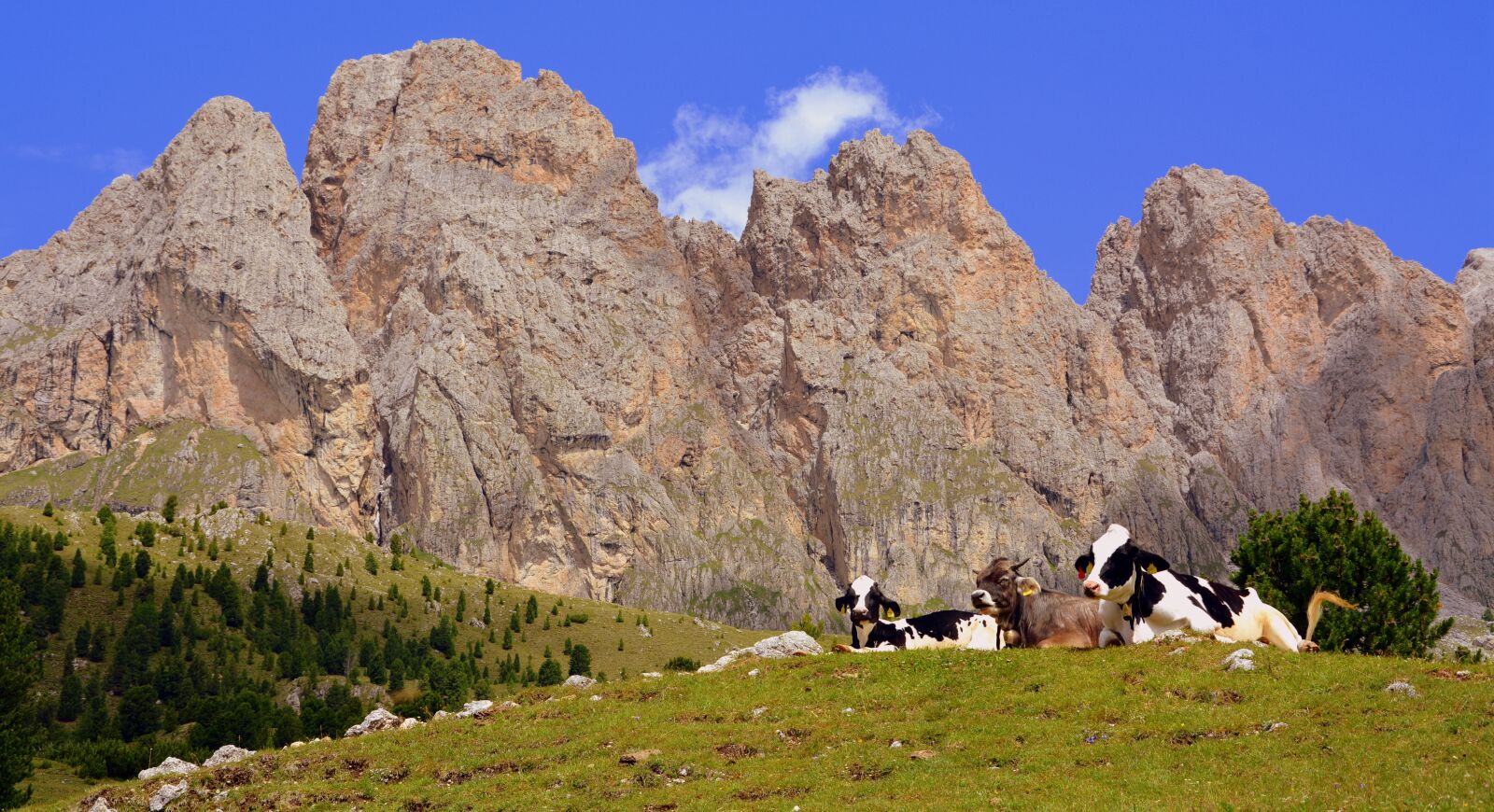 Nikon D7100 sample photo. Cow, pasture, rest photography