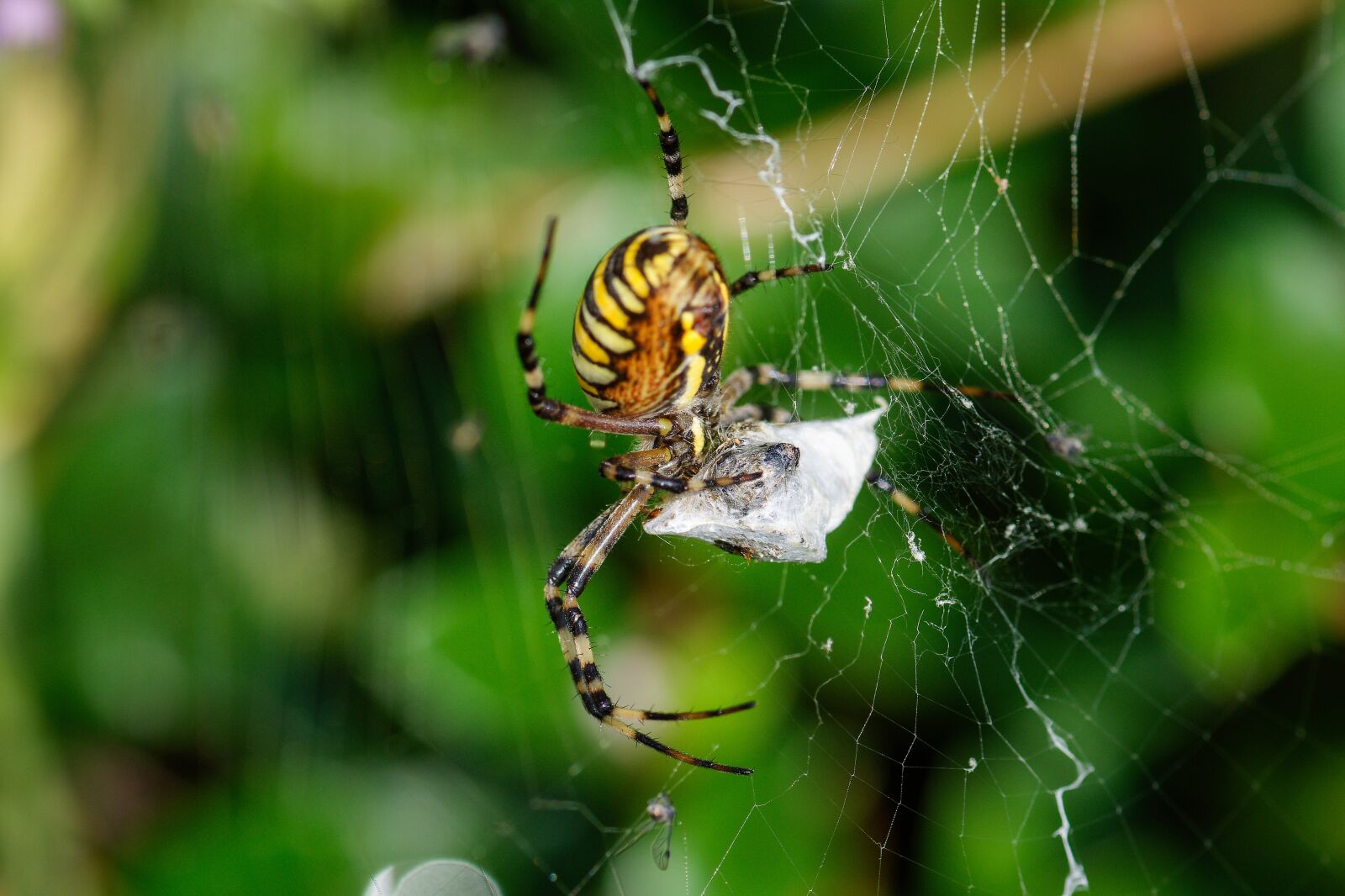 Nikon D7200 sample photo. Wasp spider, cobweb, caught photography