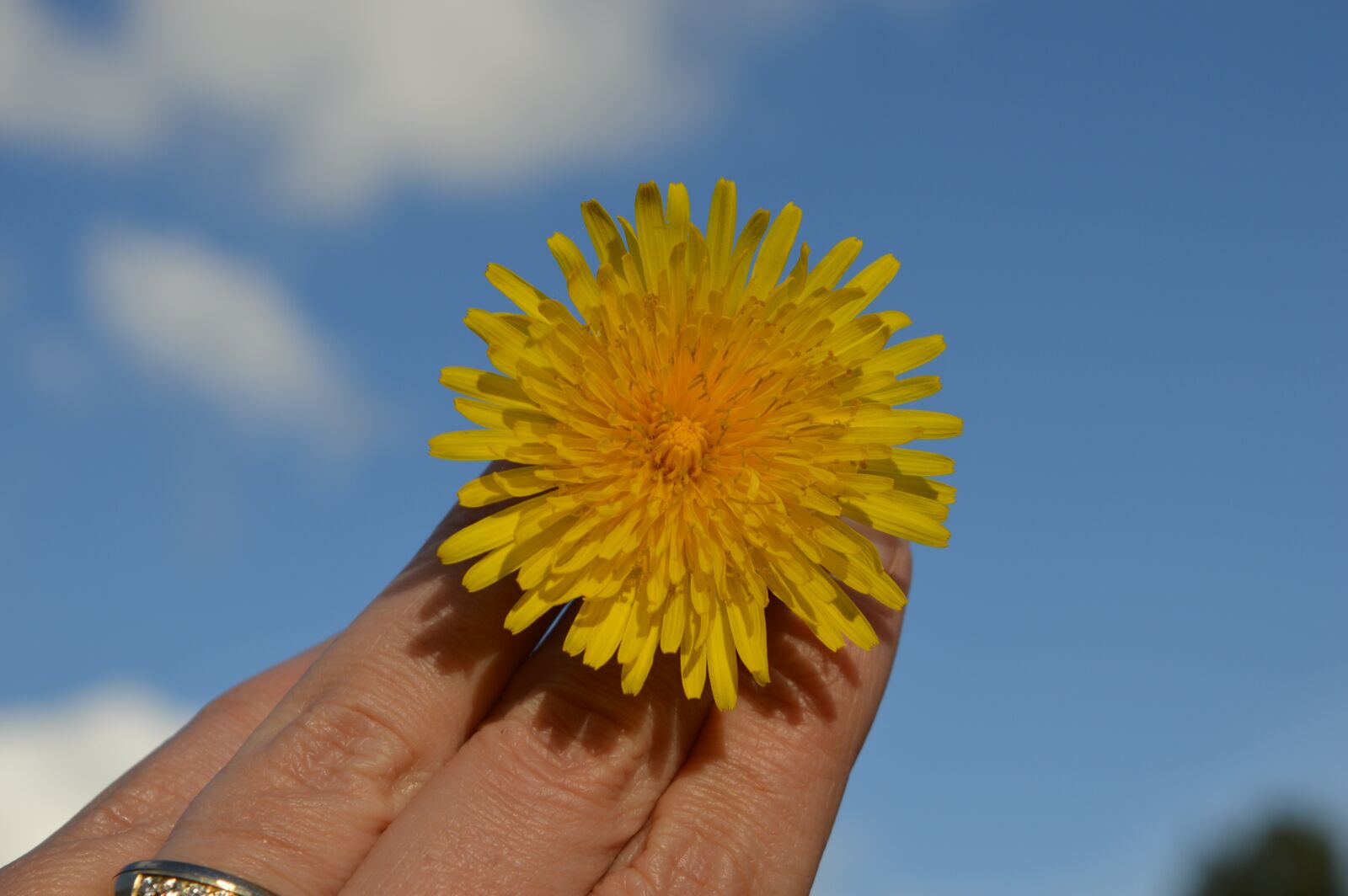 Nikon D3200 sample photo. Dandelion, yellow, flower photography