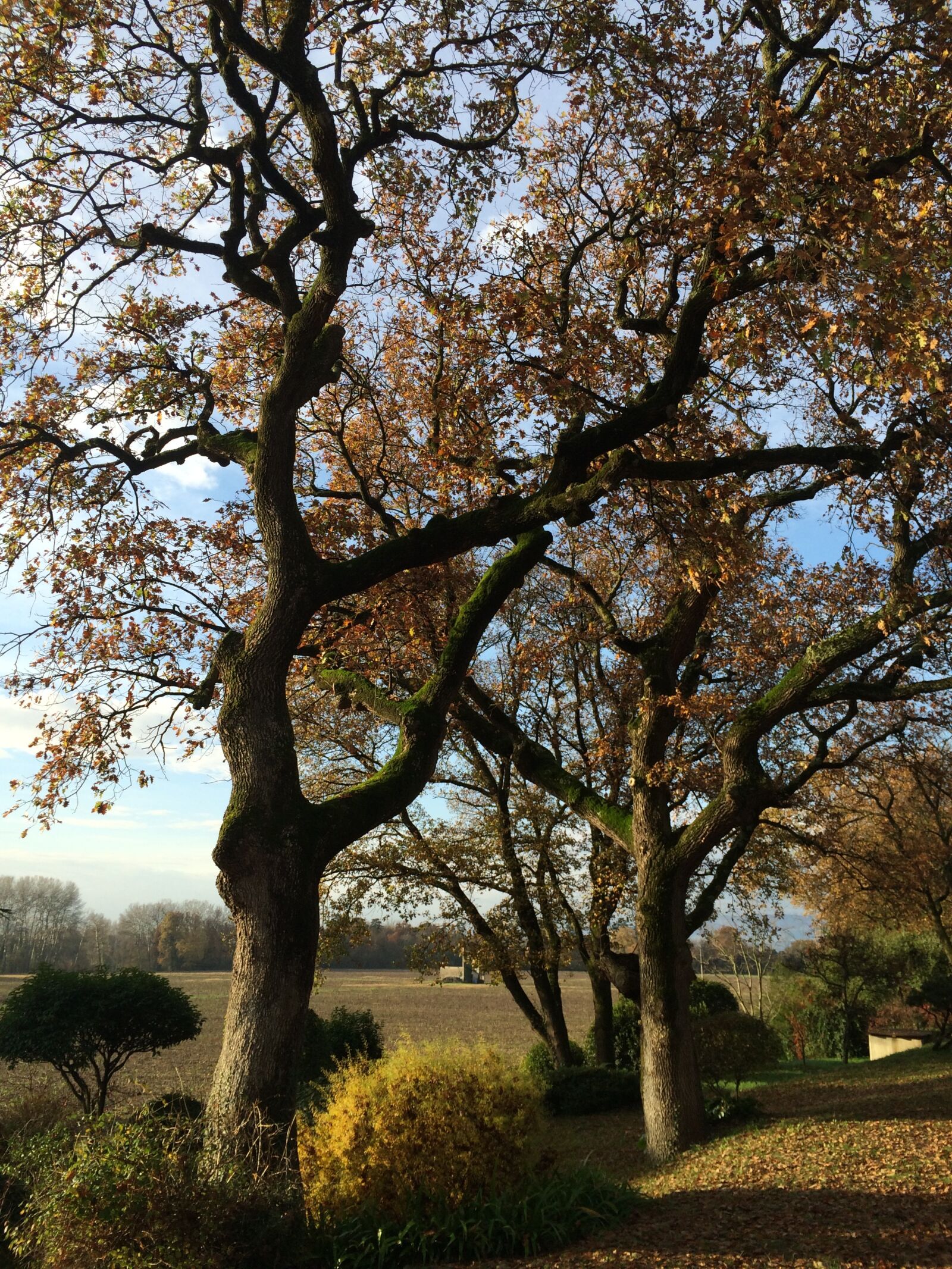 Apple iPhone 5s sample photo. Tree, trunk, nature photography