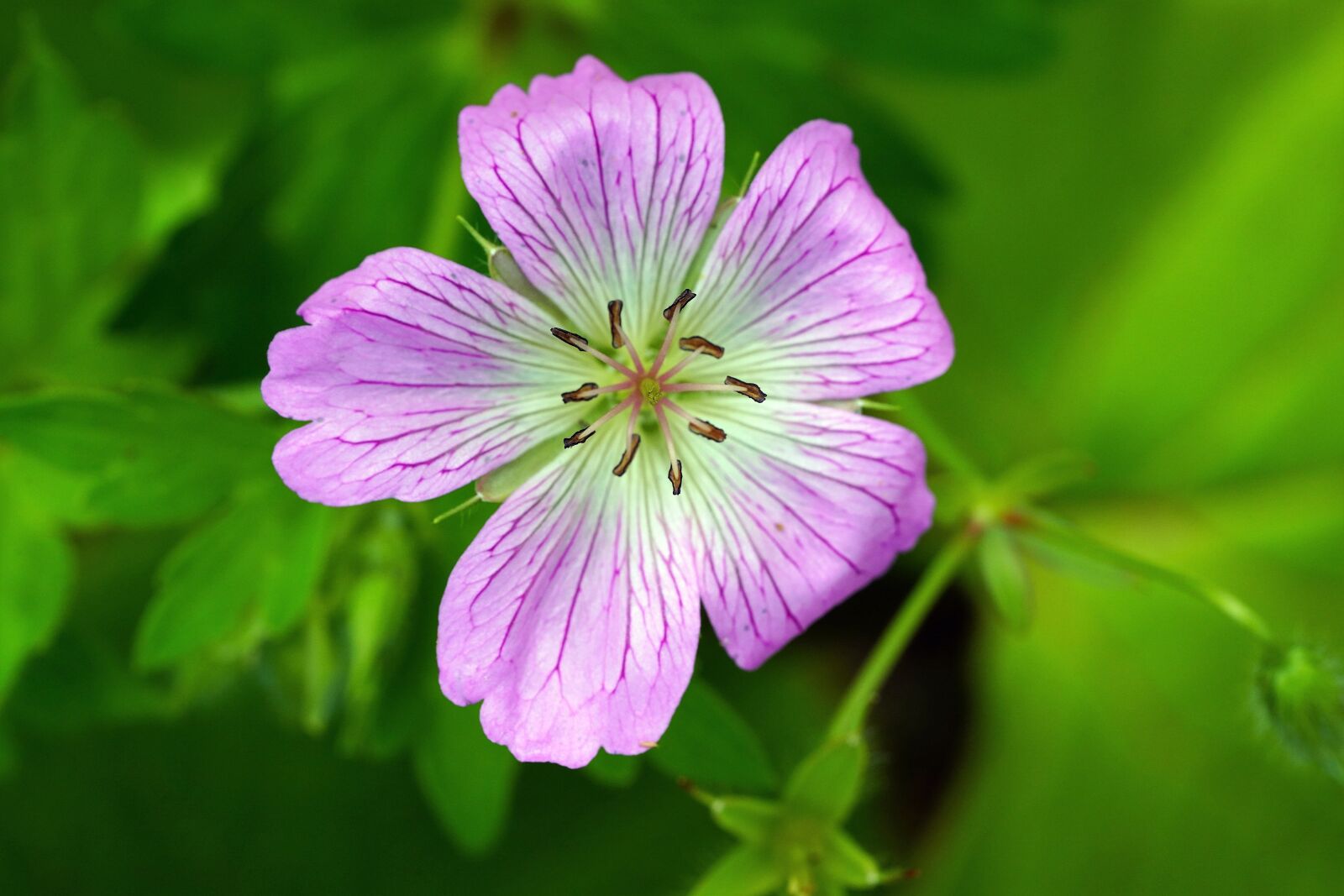 Sony a7R III + Sony FE 90mm F2.8 Macro G OSS sample photo. Wildflower, summer, flower photography