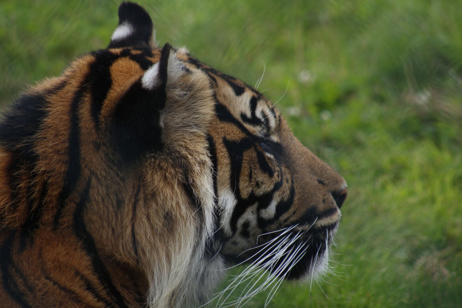 Canon EF 75-300mm f/4-5.6 USM sample photo. Wildlife, animal, nature photography