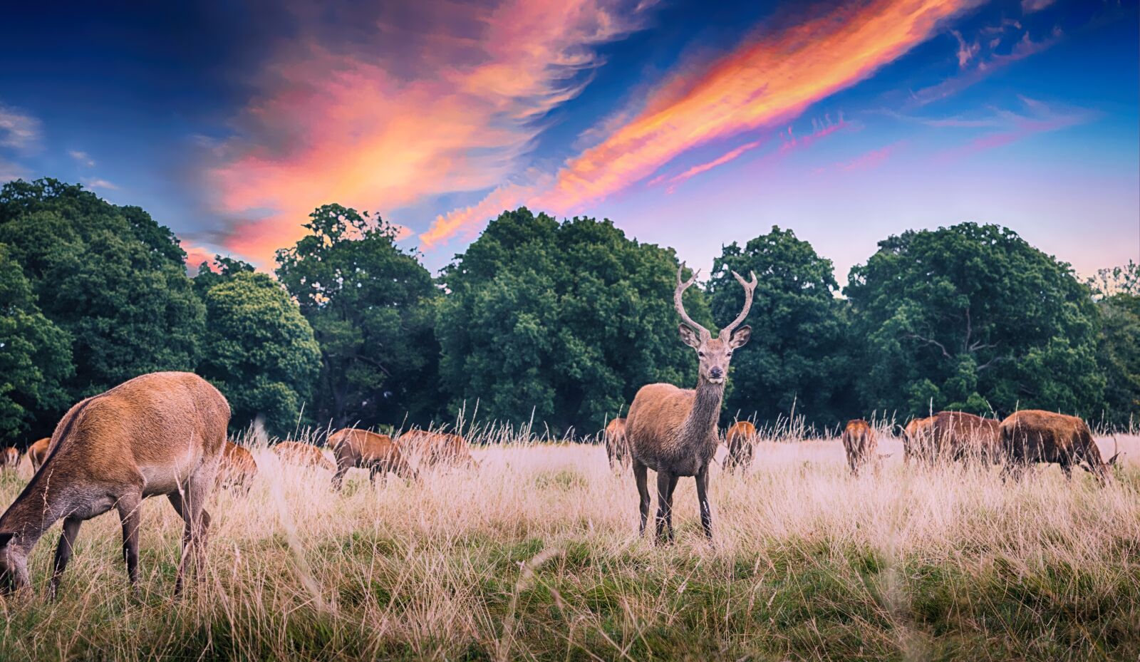 Nikon D5500 sample photo. Deer, wild, wildlife photography