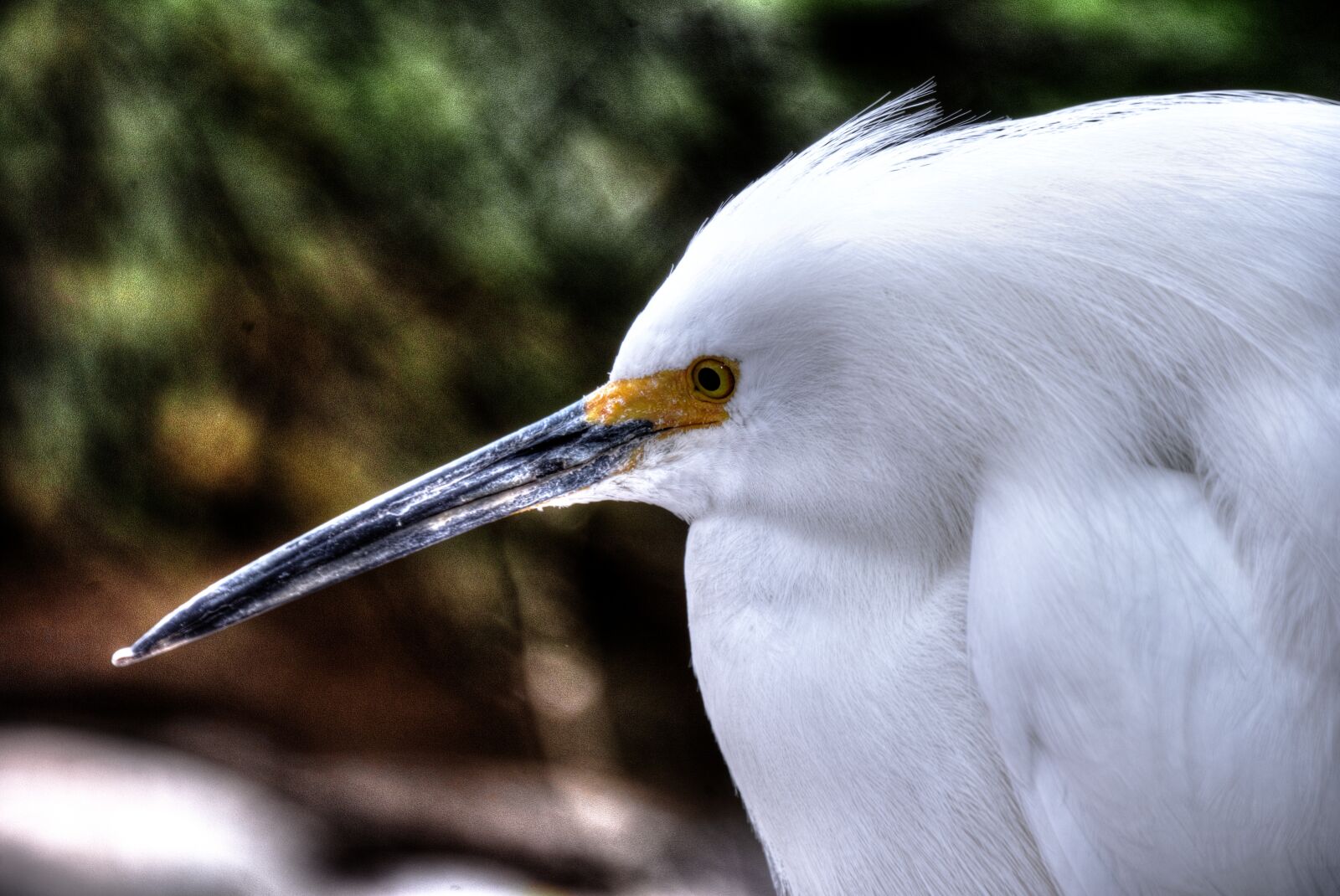 Nikon D750 sample photo. Snowy egret, white, bird photography