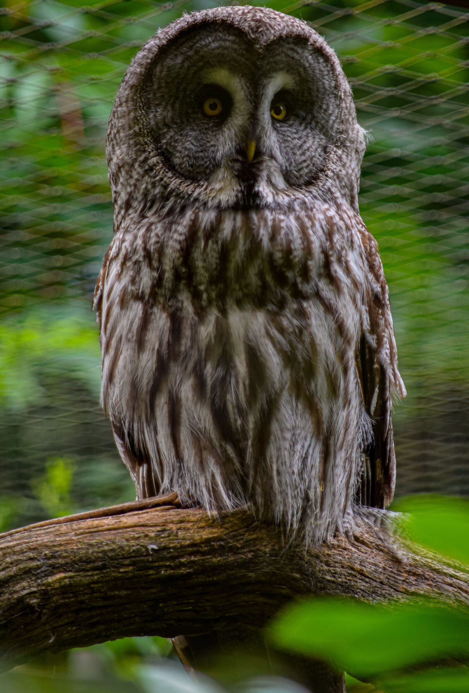 Nikon D5300 sample photo. Great grey owl, owl photography