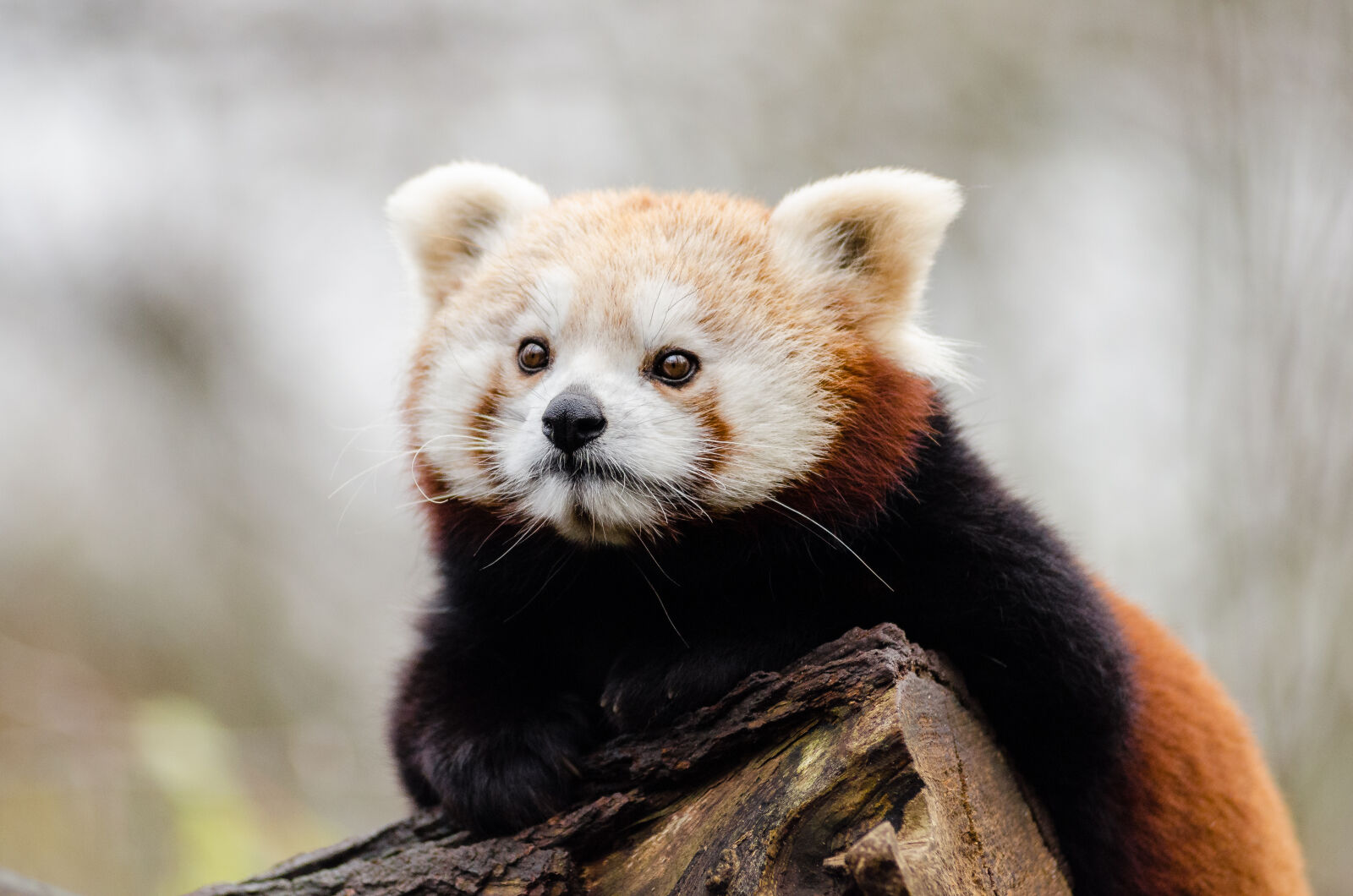 AF Zoom-Nikkor 80-200mm f/2.8 ED sample photo