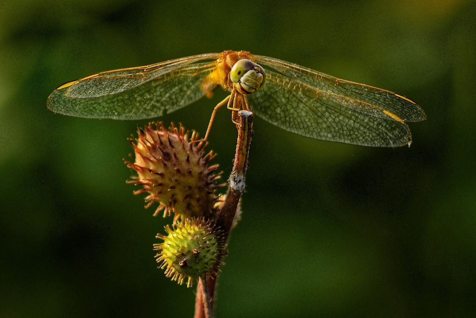 Nikon D5100 sample photo. Hopper, insects, wonderful photography