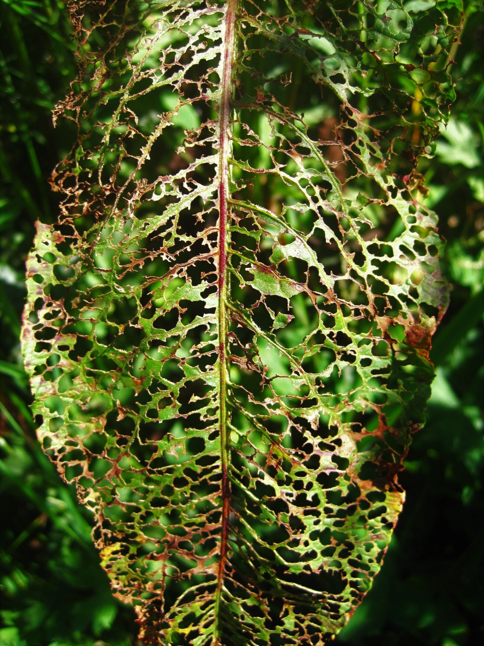 Canon PowerShot SD1200 IS (Digital IXUS 95 IS / IXY Digital 110 IS) sample photo. Eaten away leaf, sorrel photography