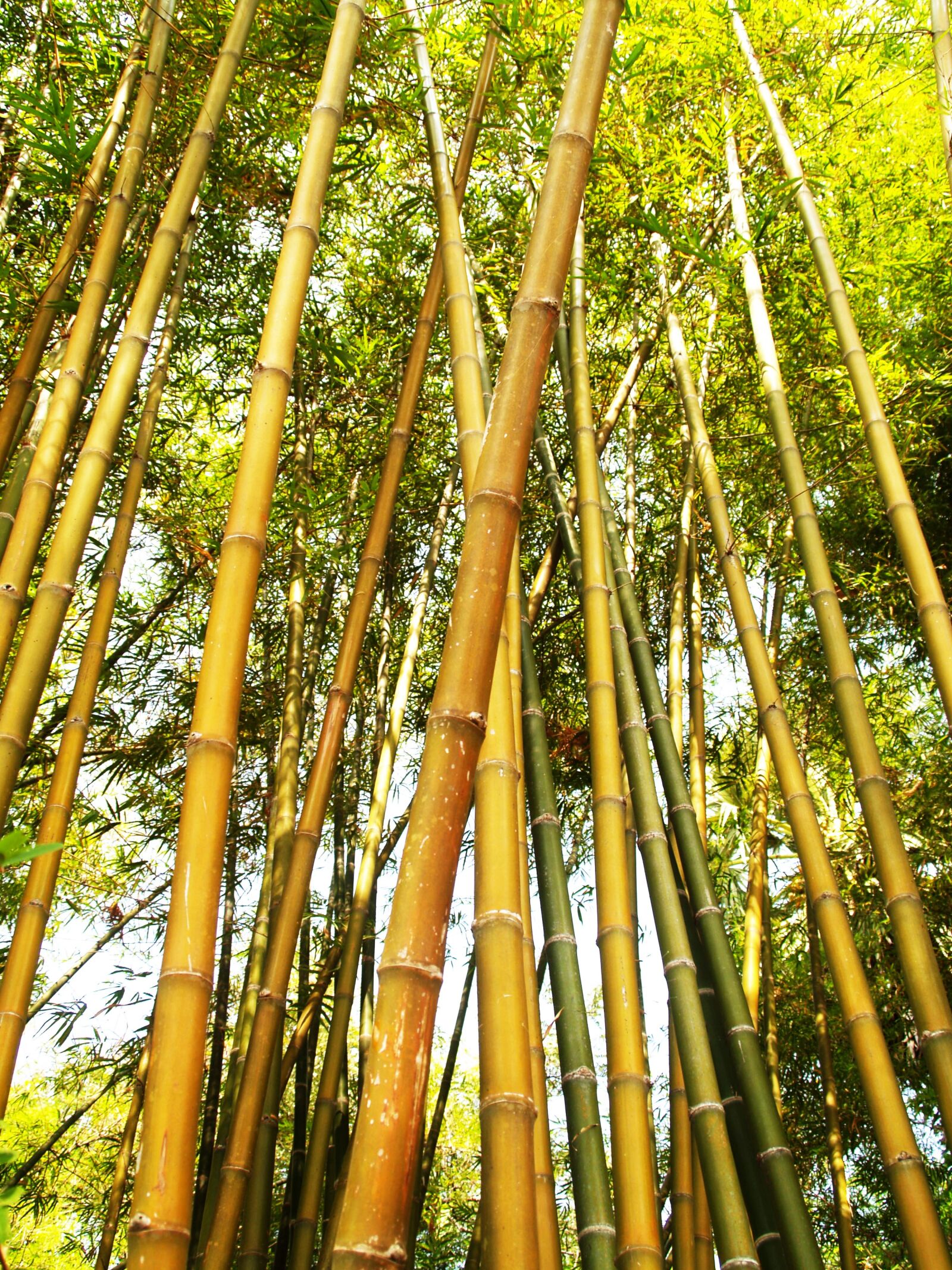Olympus E-300 (EVOLT E-300) sample photo. Bamboo, tree, during, daytime photography