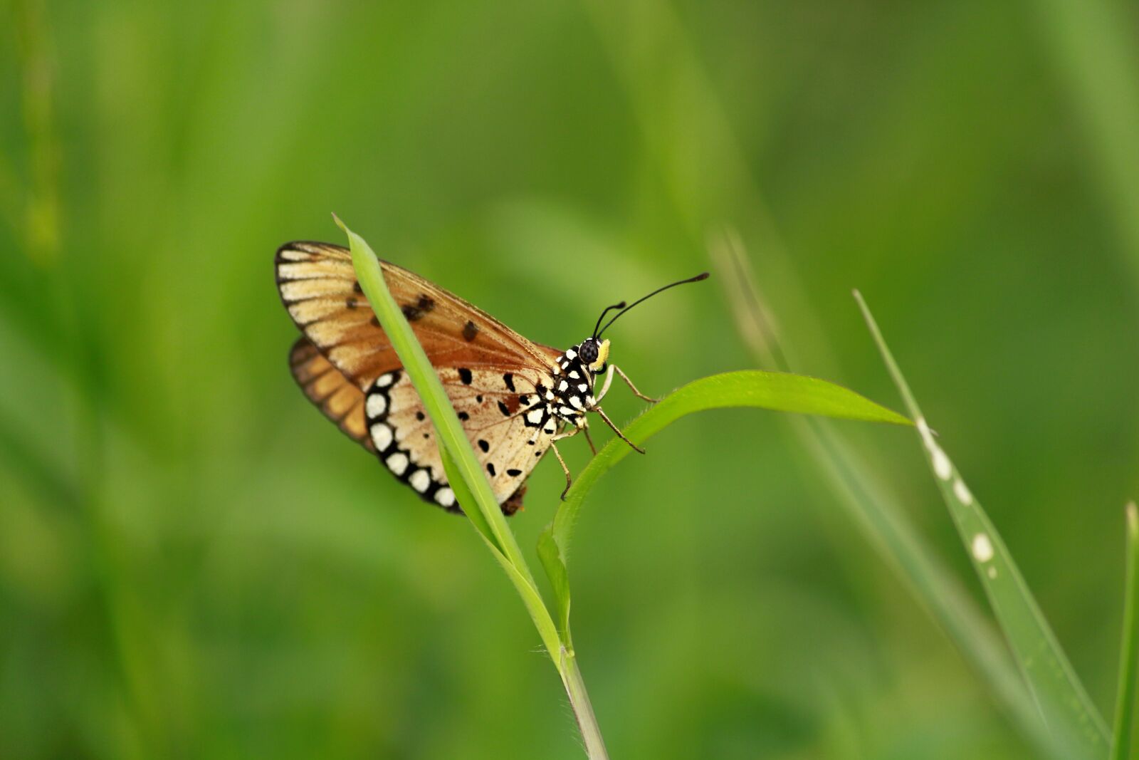 Canon EF-S 55-250mm F4-5.6 IS II sample photo. Acraea terpsicore, butterfly, tawny photography