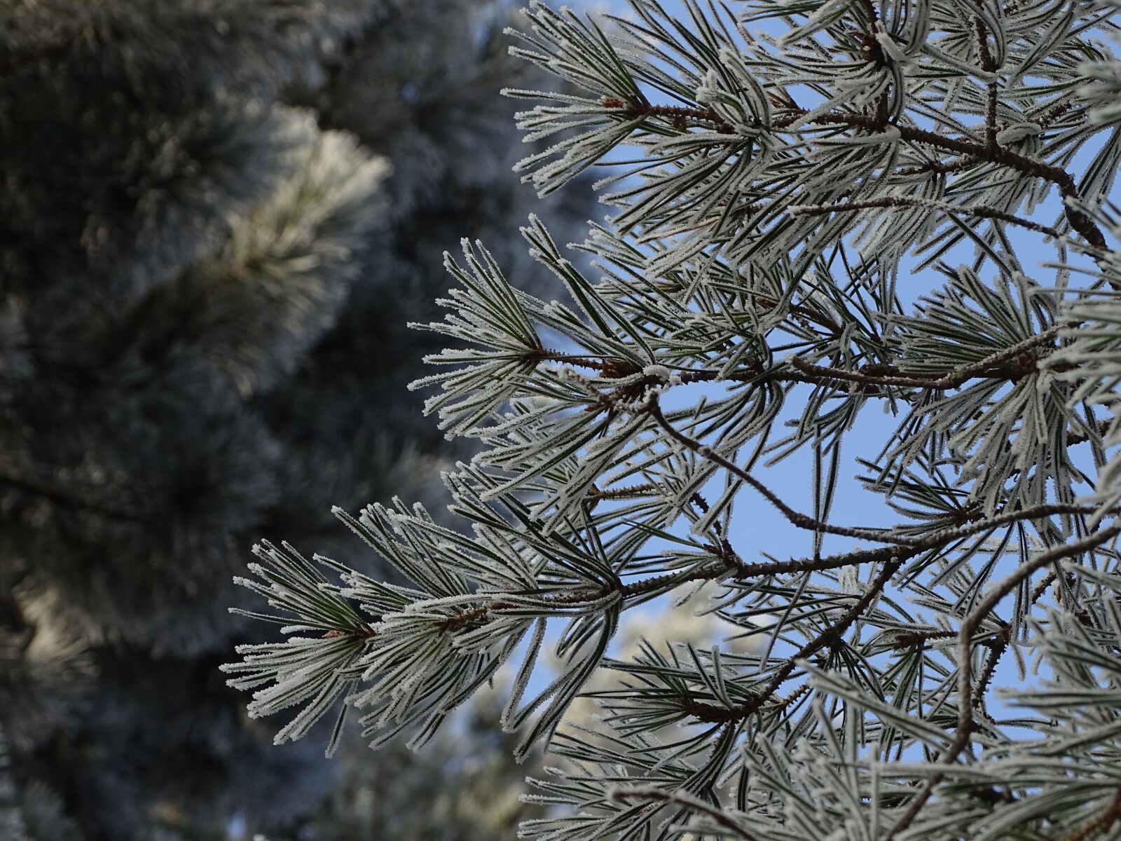 Sony Cyber-shot DSC-HX400V sample photo. Icing, winter, ice photography