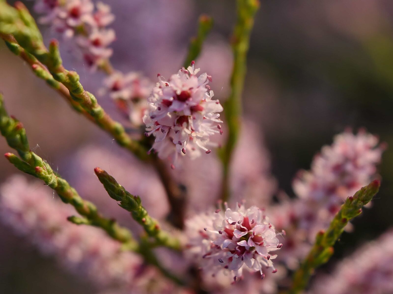 Nikon D5500 sample photo. Branch, plant, flower, blooming photography
