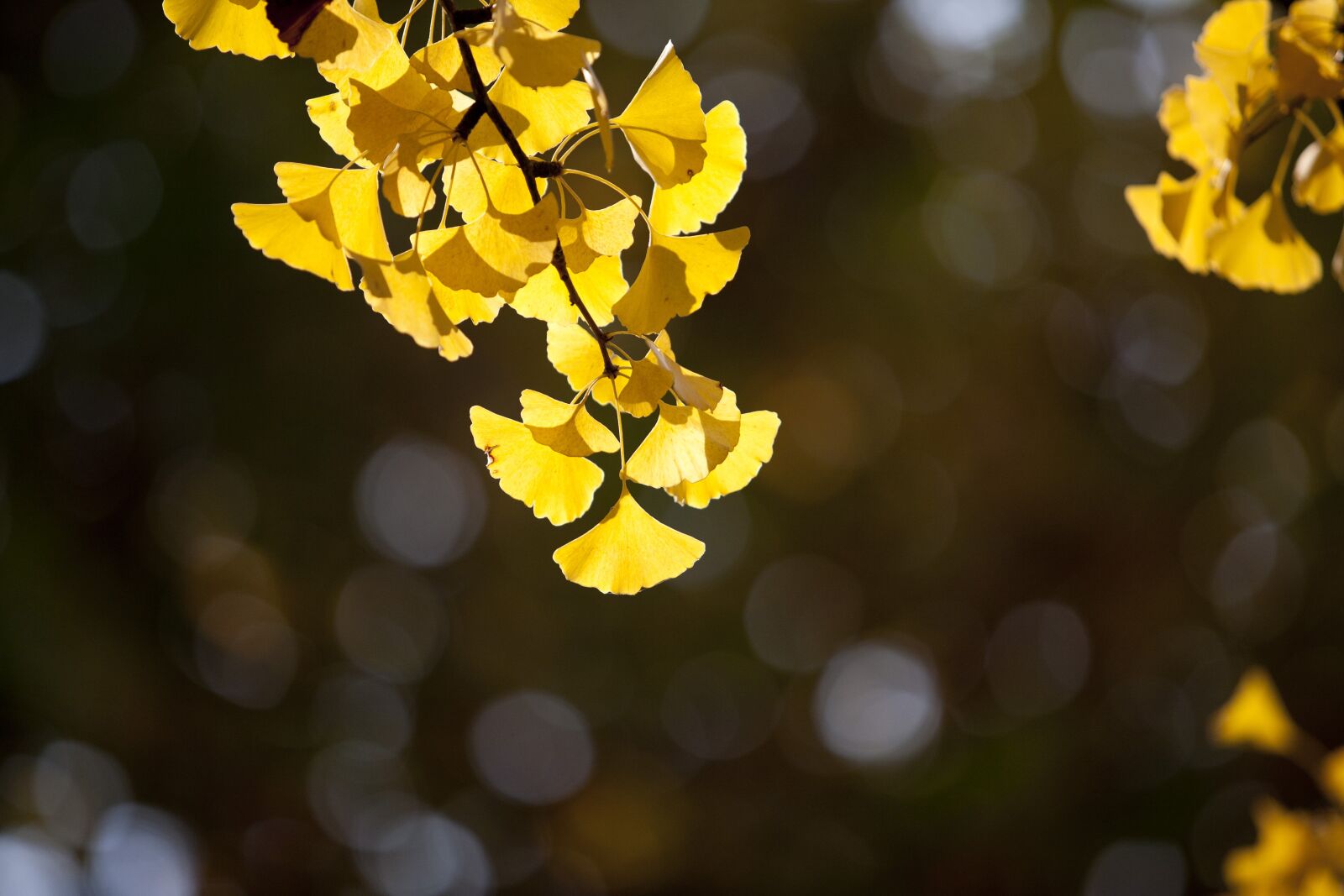Canon EOS 5D sample photo. Ginkgo, autumn, leaves photography