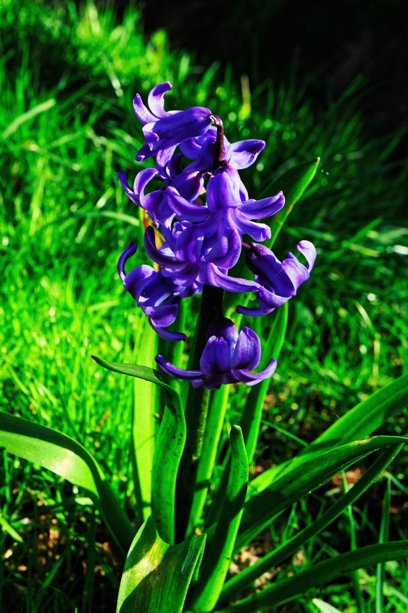Canon EF-M 28mm F3.5 Macro IS STM sample photo. Hyacinth, flower, blossom photography